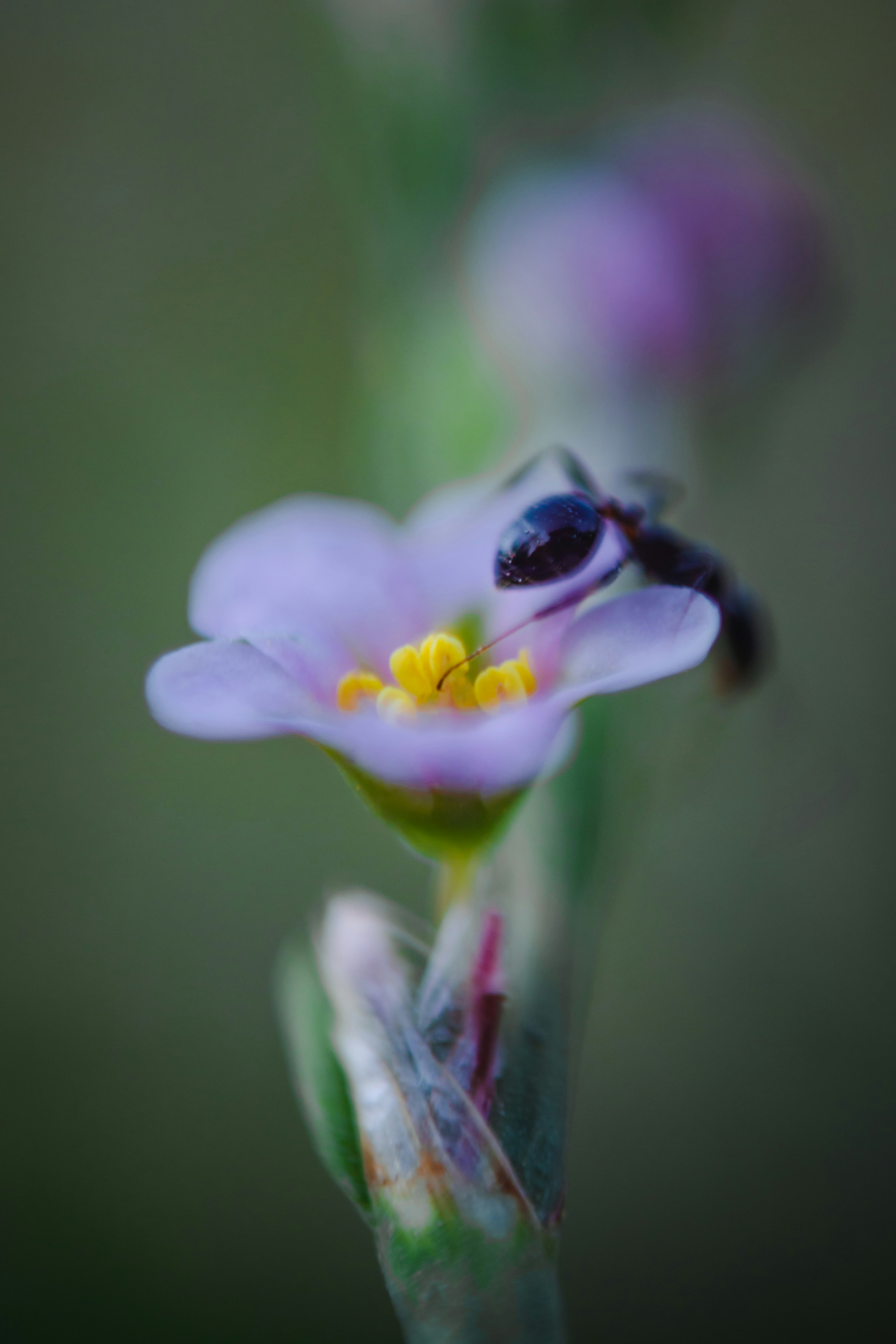 A close up of a flower with a bee on it