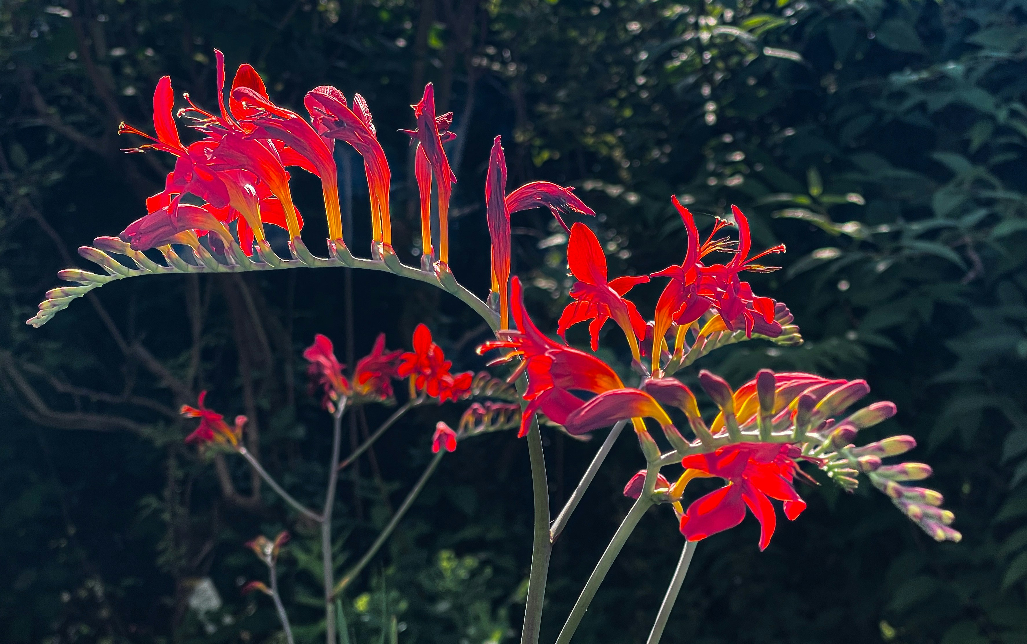 Vibrant red crocosmia flowers in full bloom