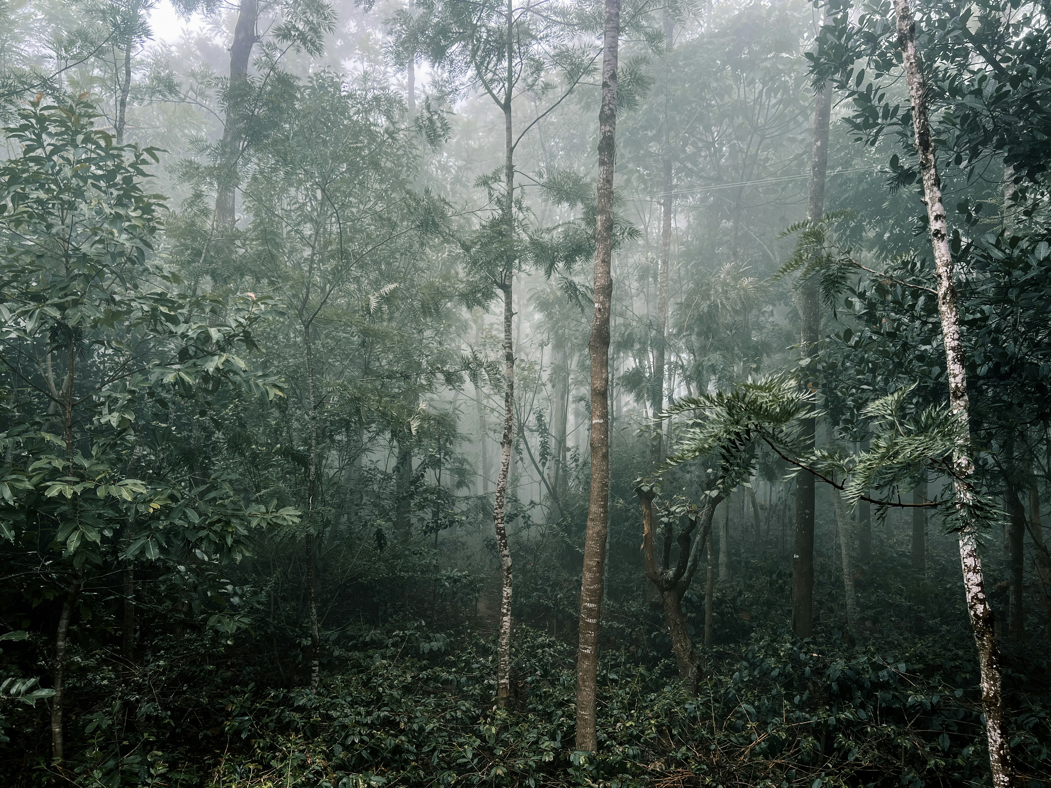 A forest filled with lots of tall trees