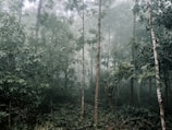 A forest filled with lots of tall trees