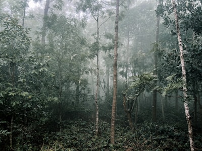 A forest filled with lots of tall trees
