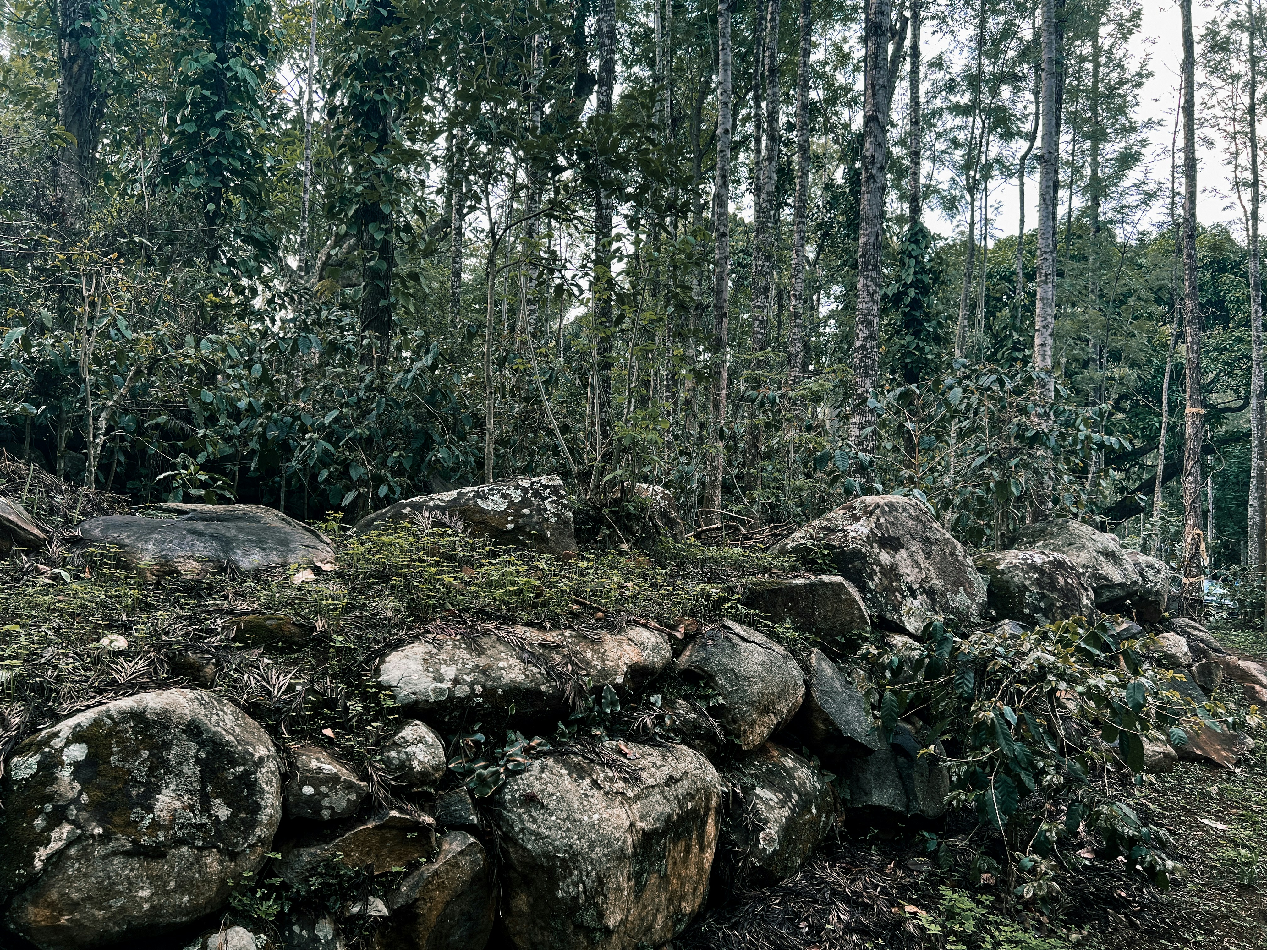 Un montón de rocas en medio de un bosque