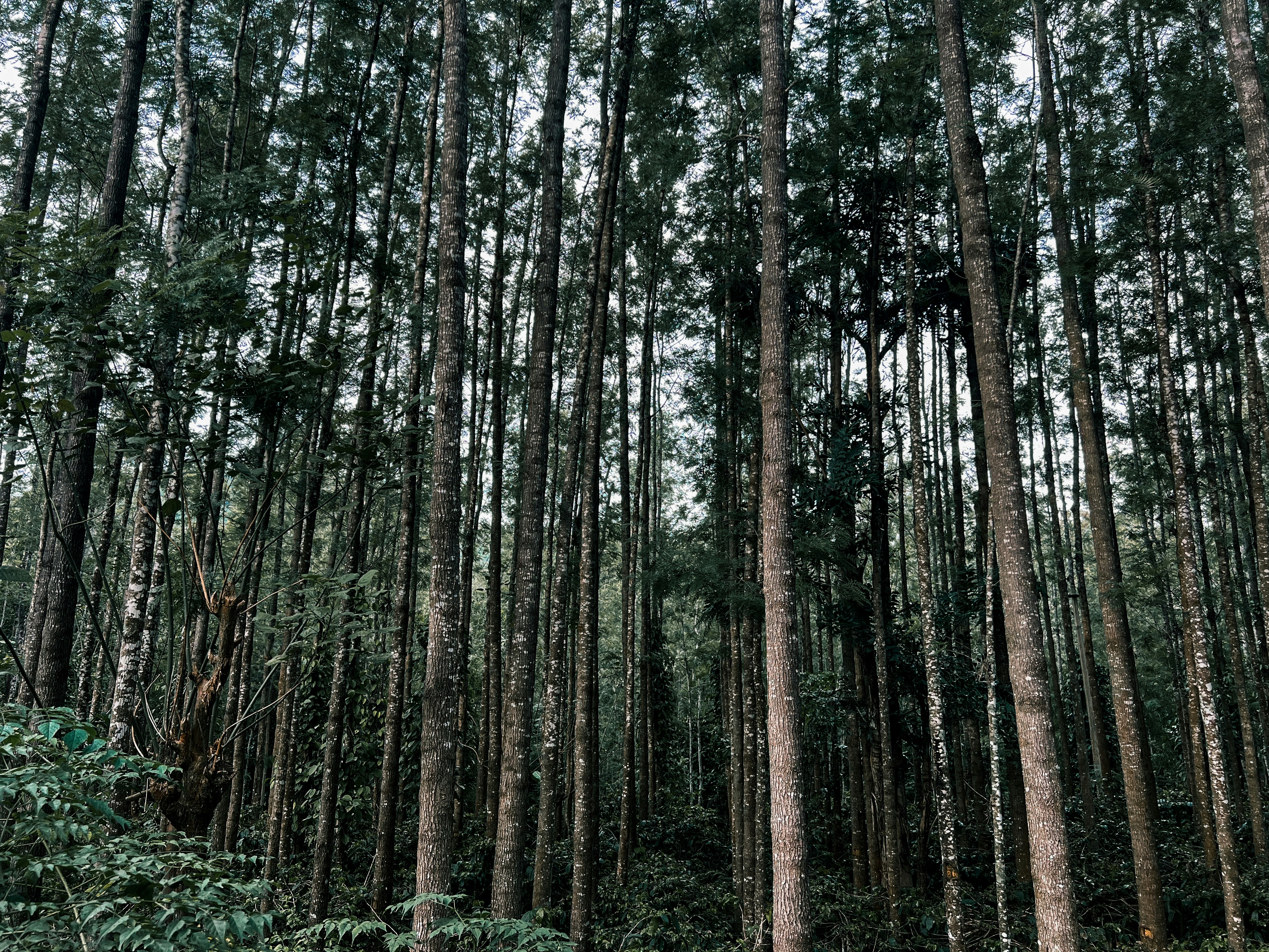 Photo by shiyanshirani