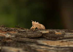 A close up of a small insect on a piece of wood