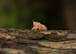 A close up of a small insect on a piece of wood