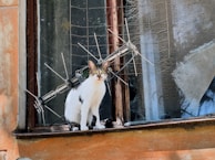 A cat sitting on a window sill looking out the window
