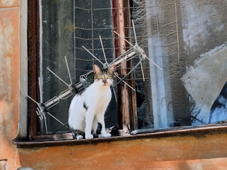 A cat sitting on a window sill looking out the window