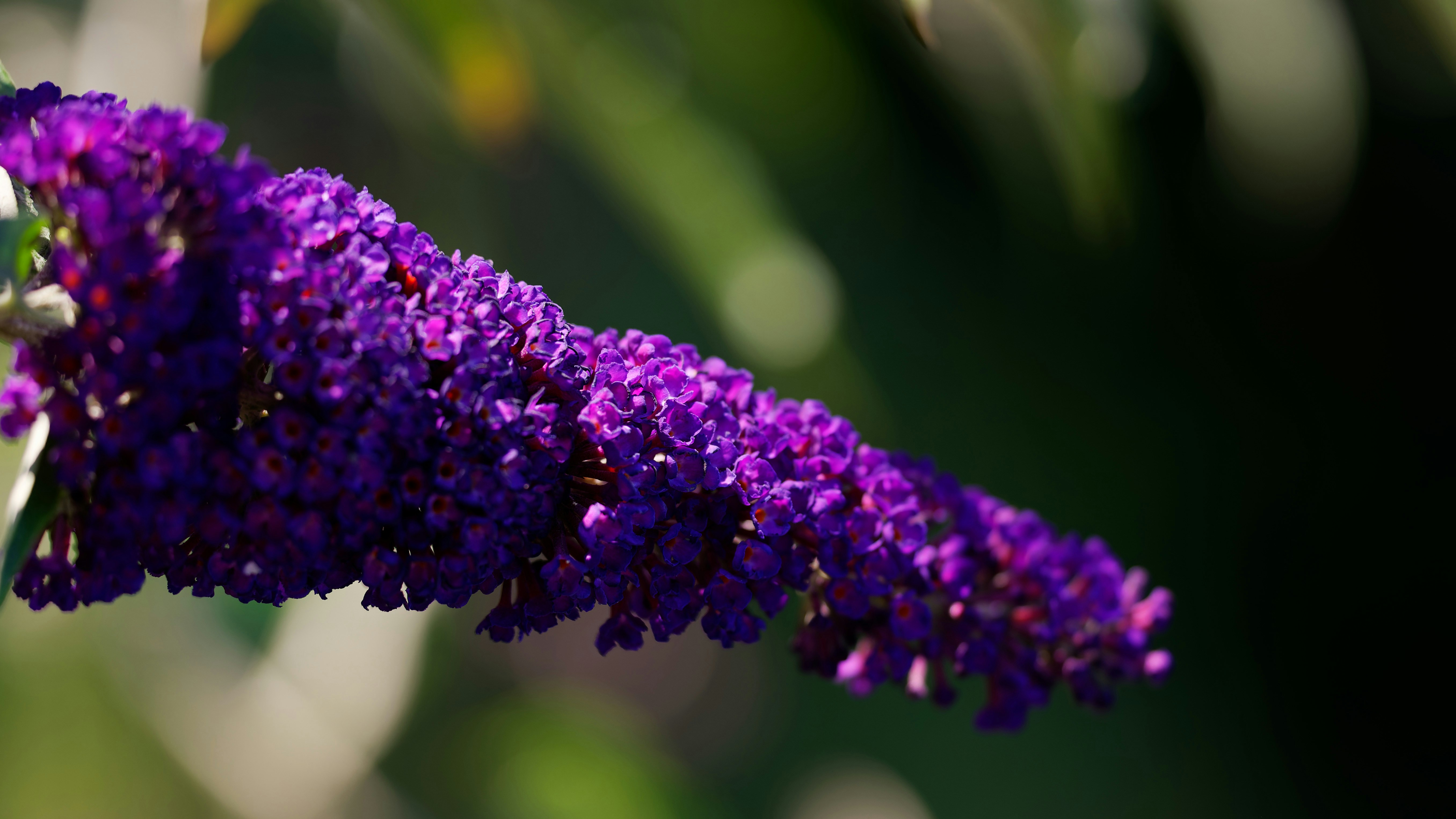 A close up of a purple flower on a branch