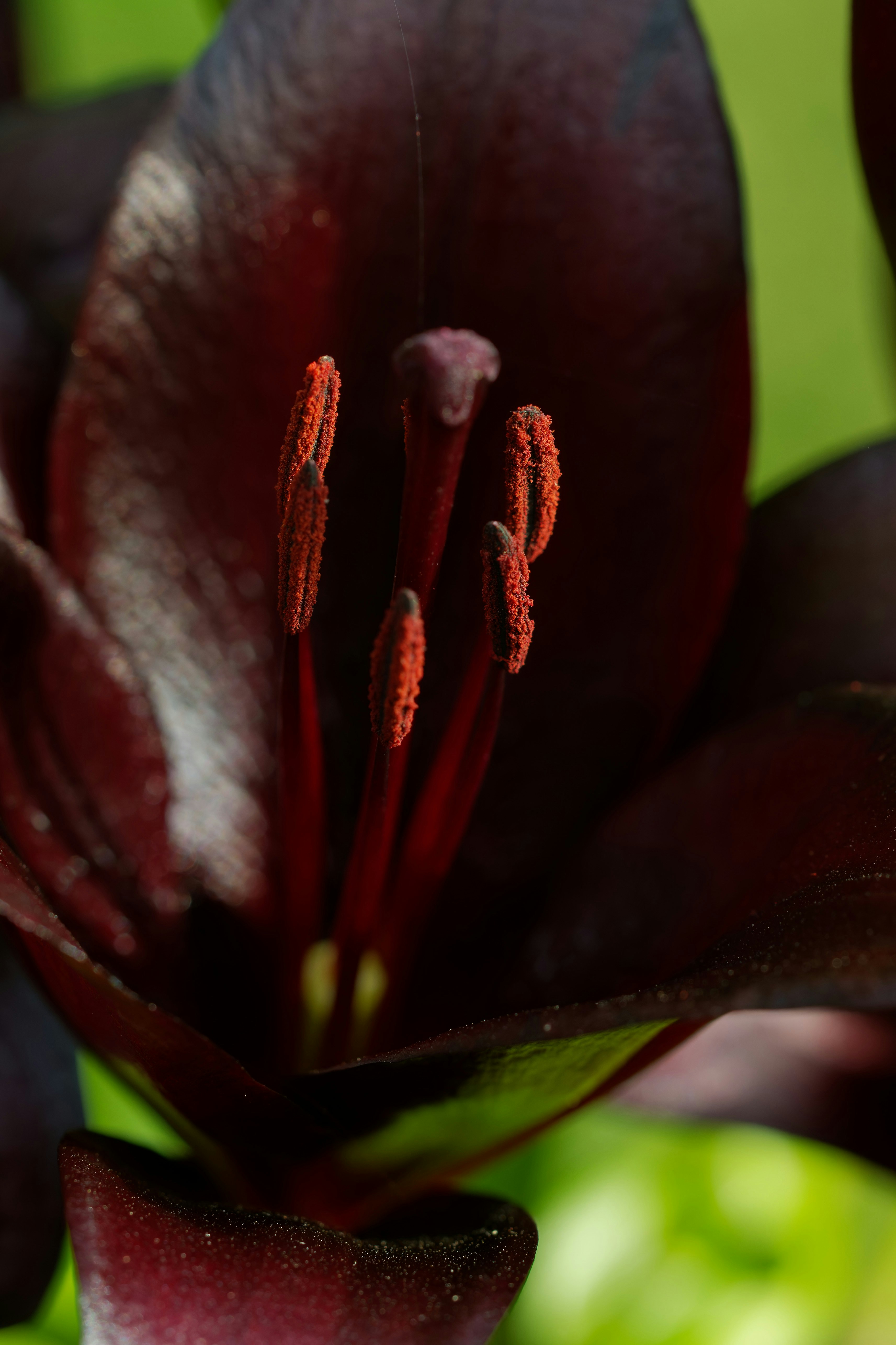 A close up of a purple flower with a green background