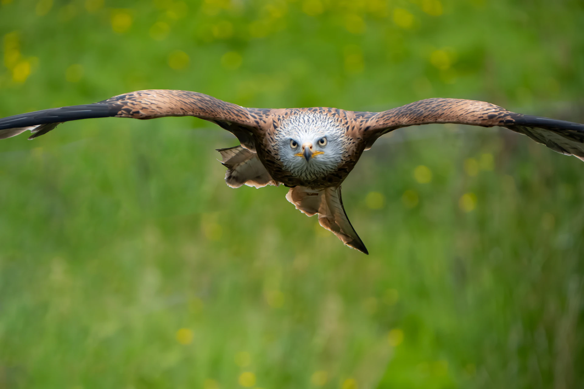 A large bird flying over a lush green field