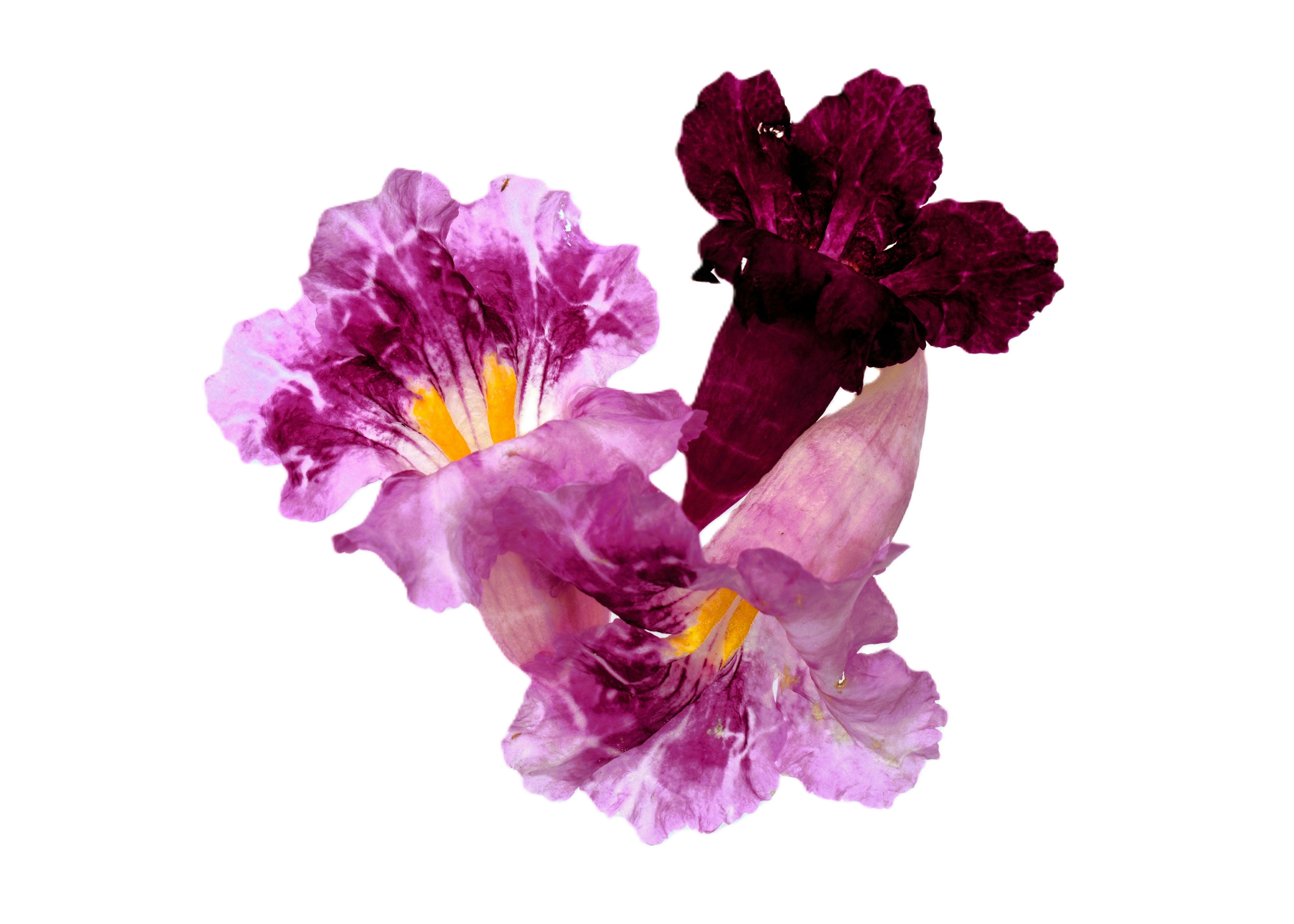 A couple of purple flowers sitting on top of a white table