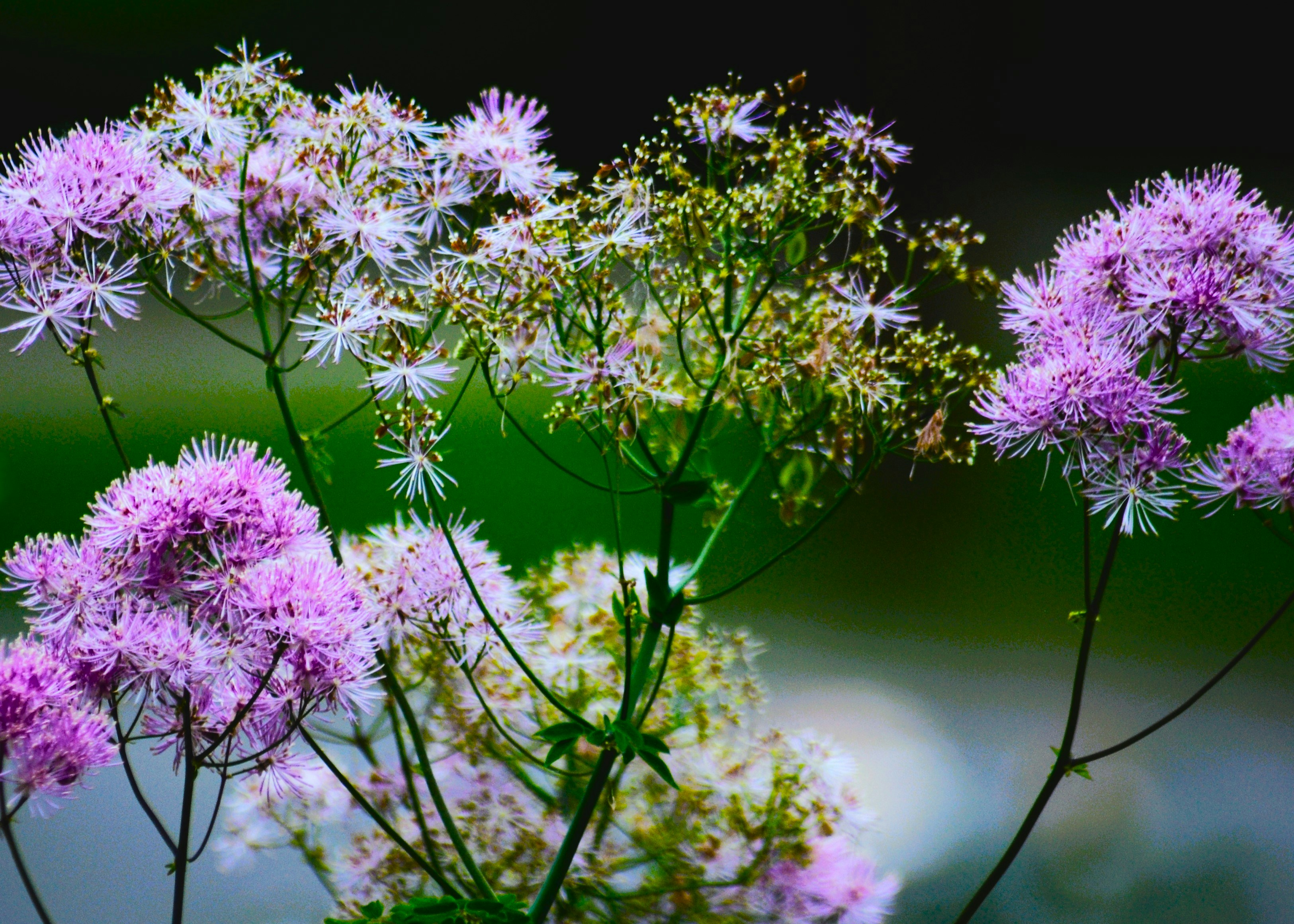 A close up of a bunch of purple flowers