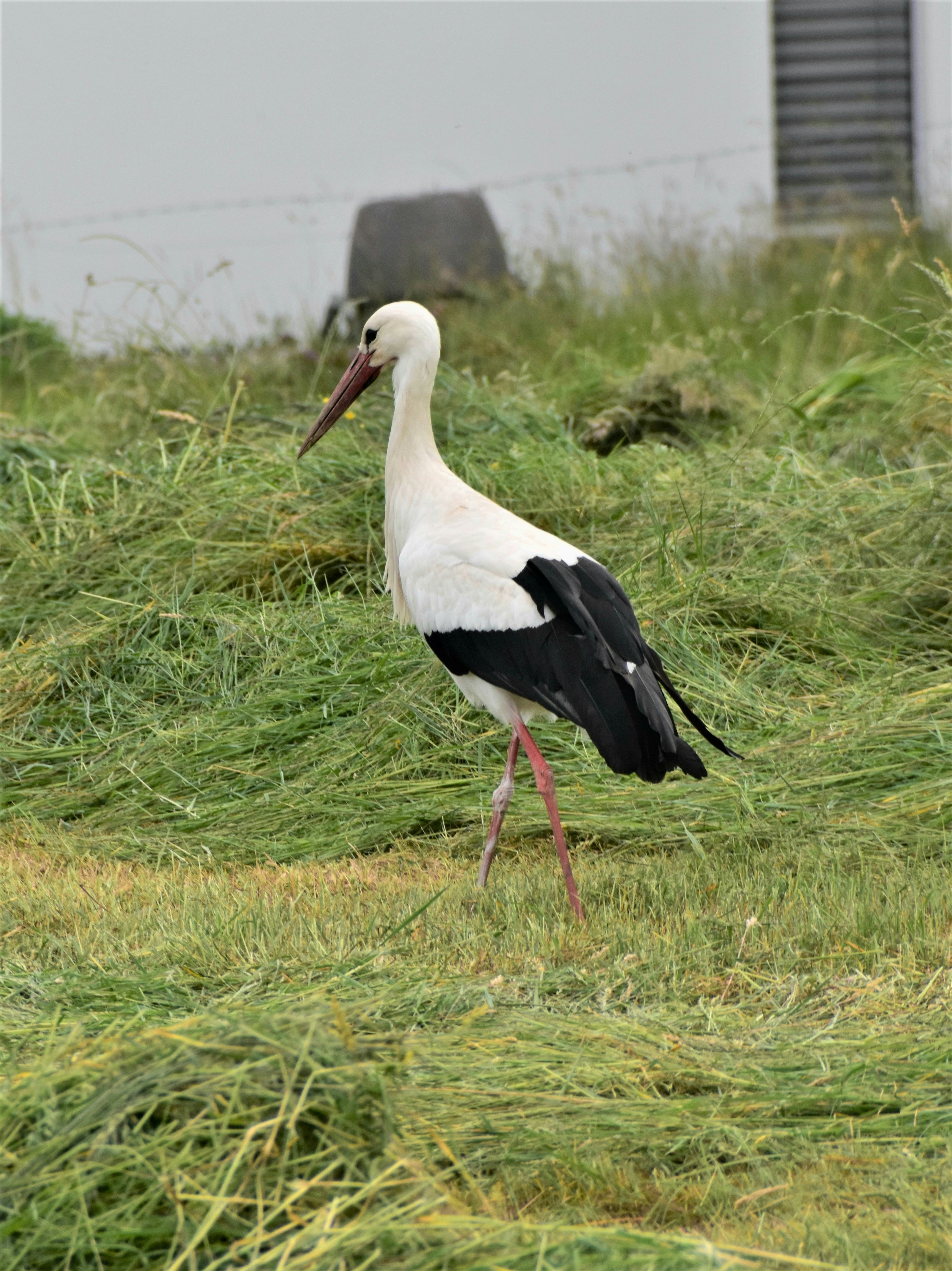 A black and white bird standing in the grass