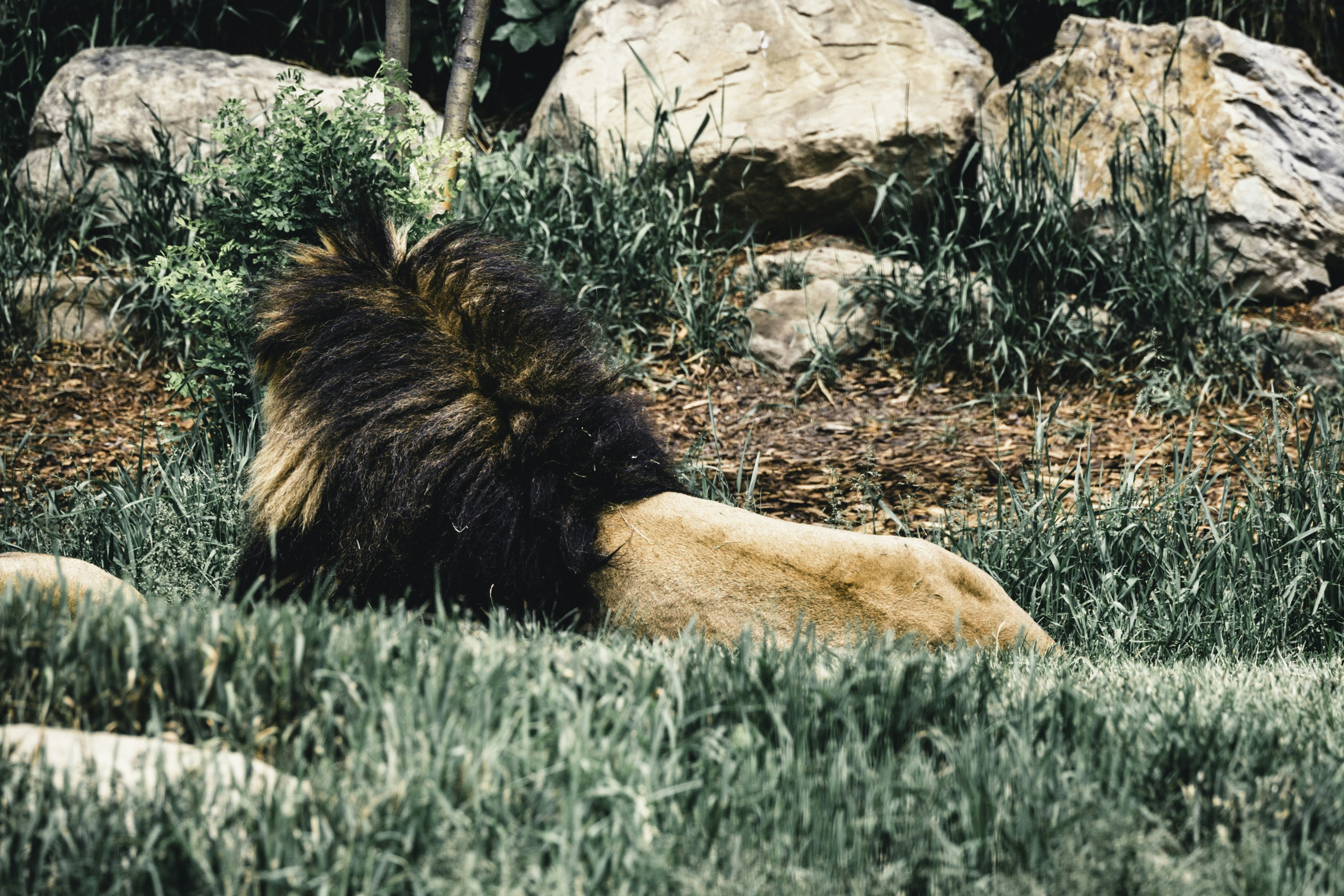 Pajak atas Jasa Research dari Vendor Singapura