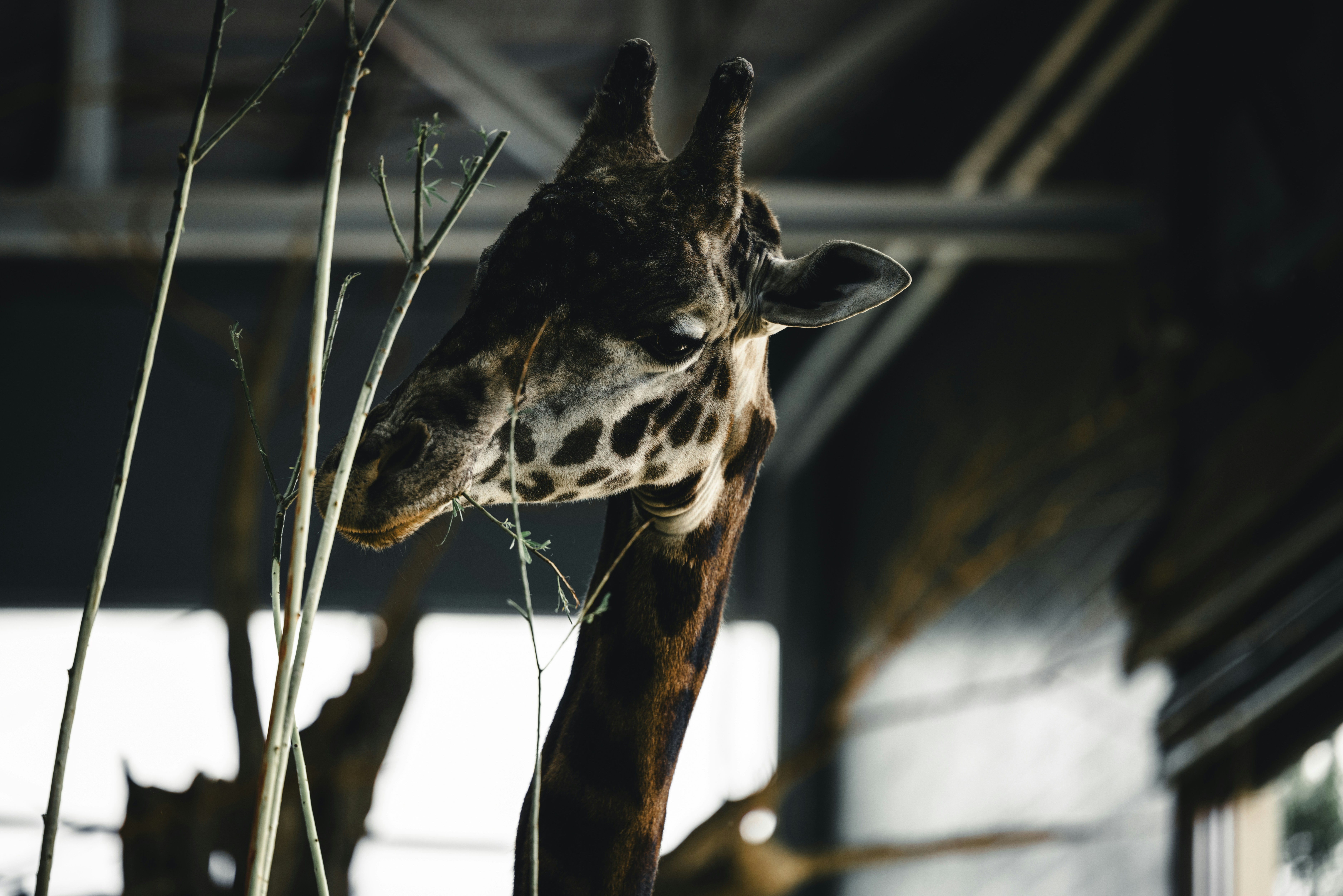 Comparing Giraffe Hearts to Human Hearts (image credits: unsplash)
