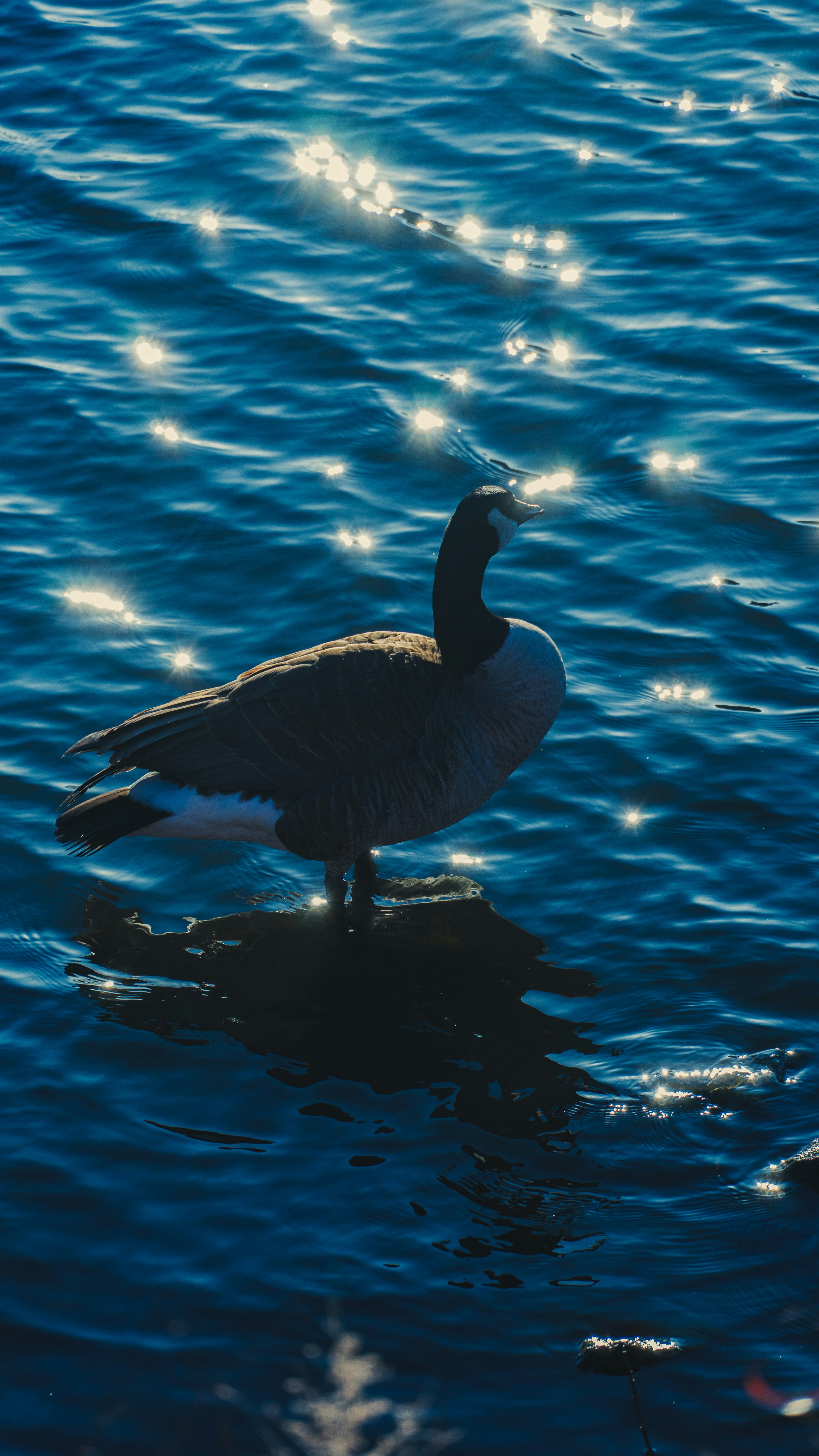 A duck is standing on the edge of the water