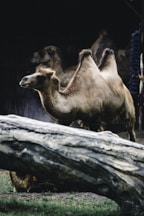 A camel standing next to a fallen tree trunk