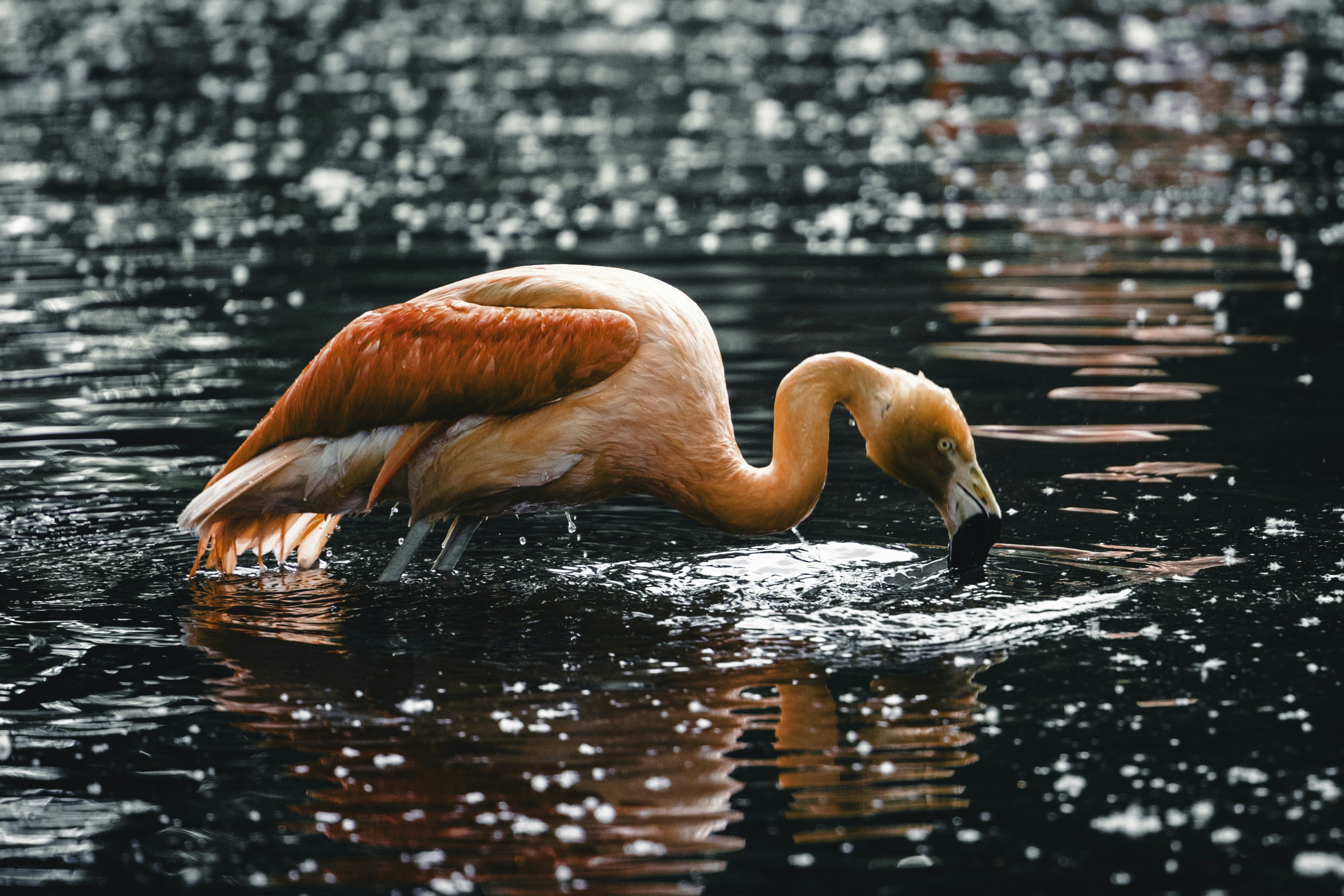 Photo by lureofadventure