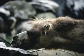 A close up of a bear behind a fence