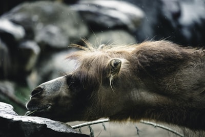 A close up of a bear behind a fence