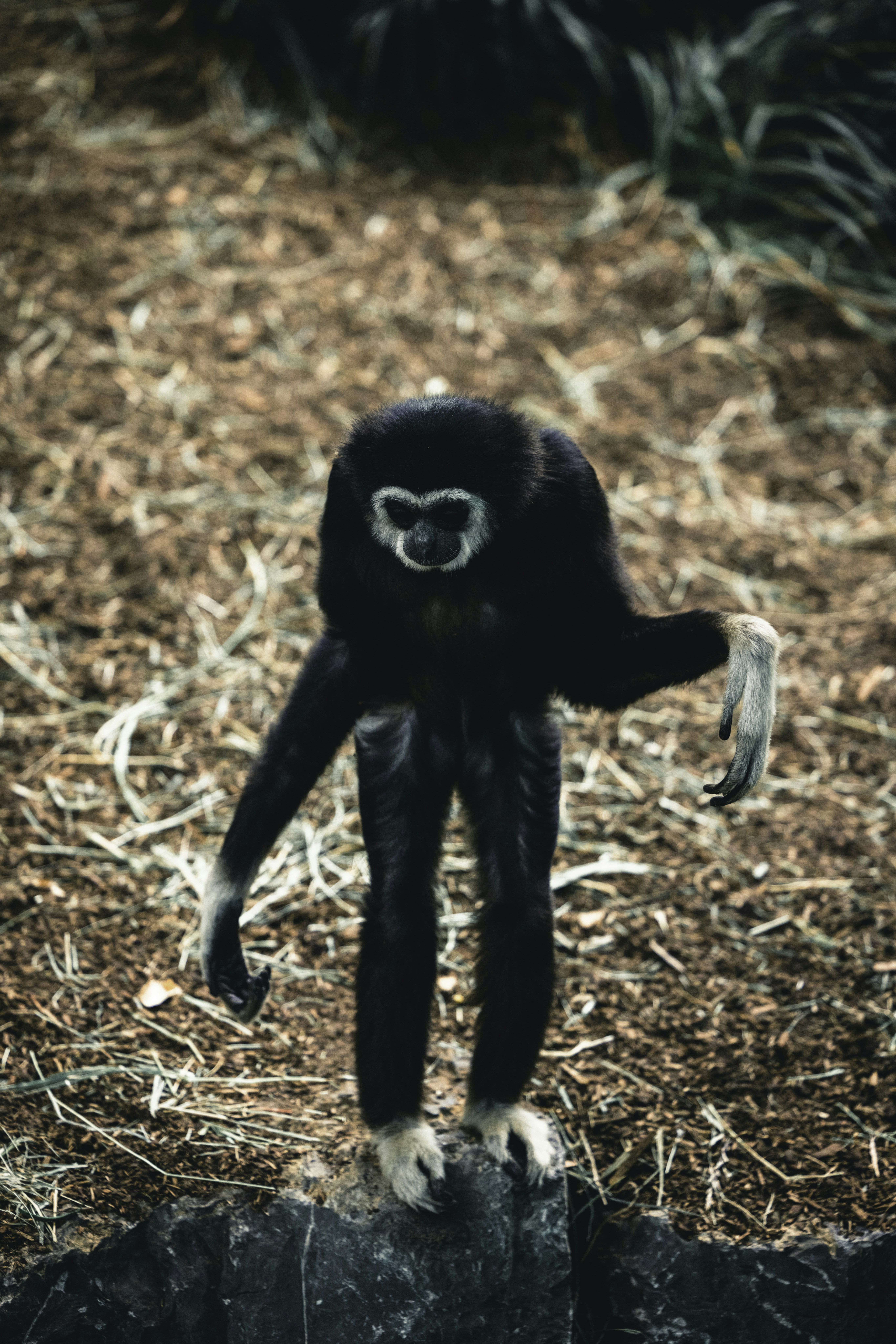 L'évolution de psychologie du