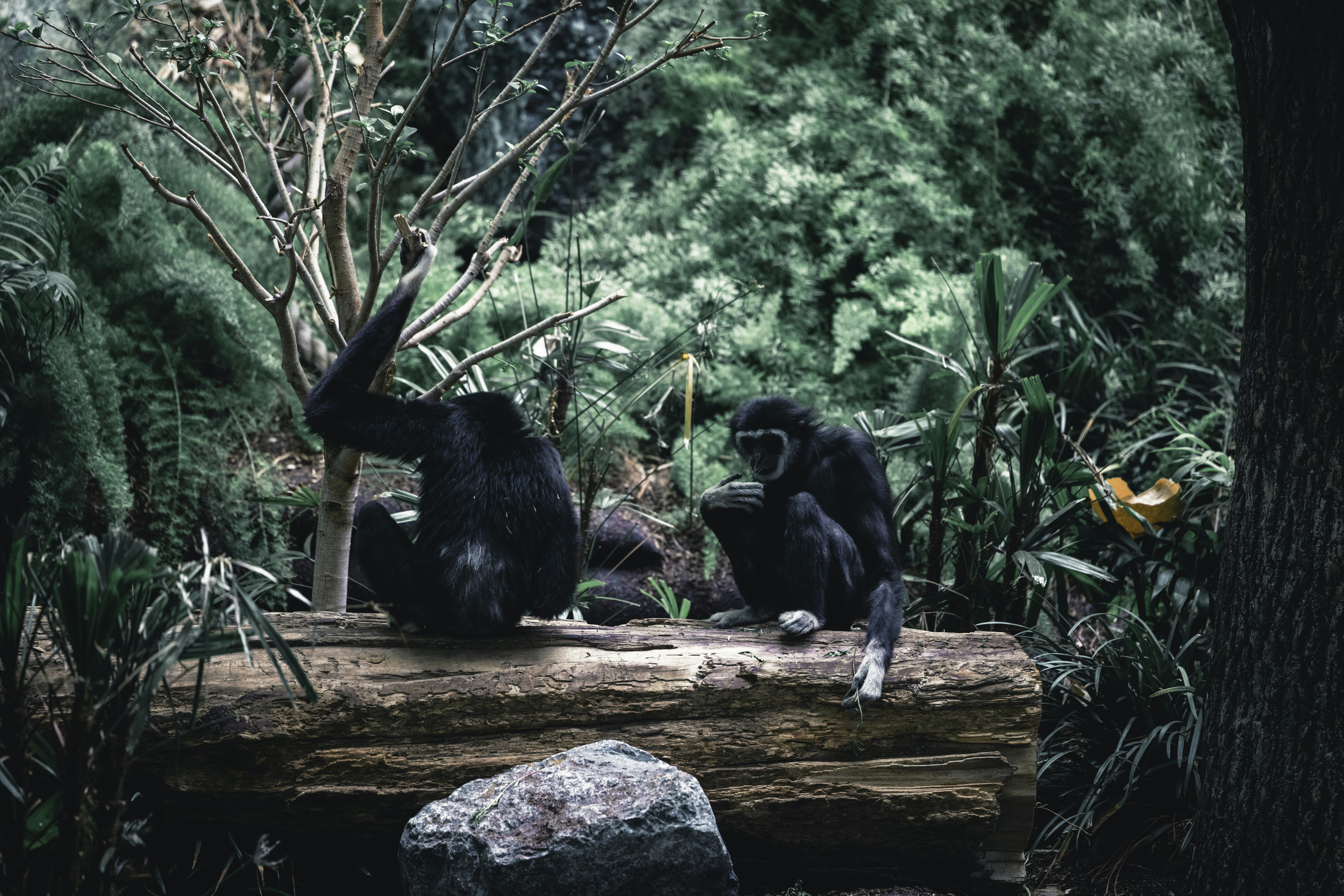 Sepasang beruang hitam duduk di atas batang kayu