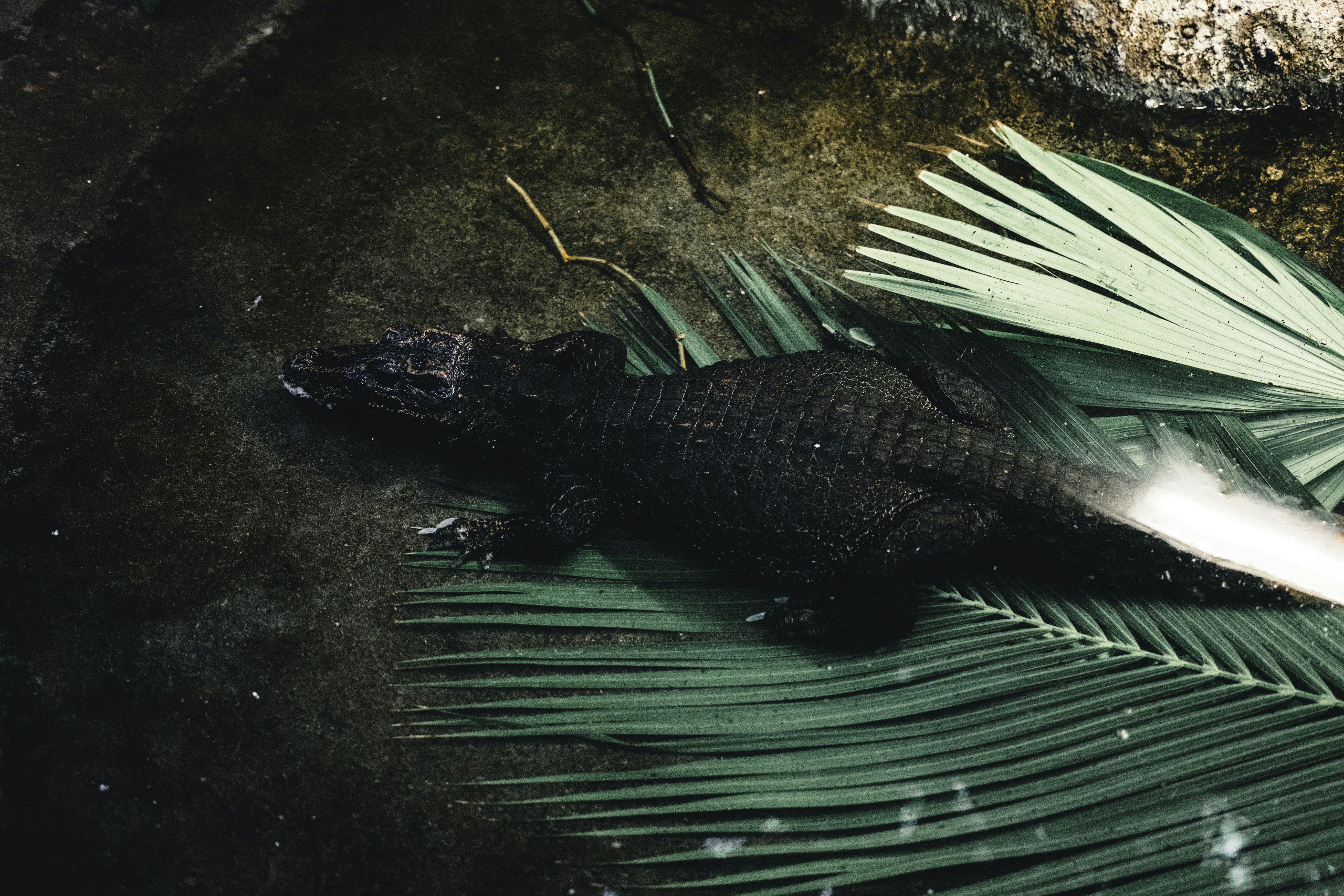 Gator at the Park (image credits: unsplash)