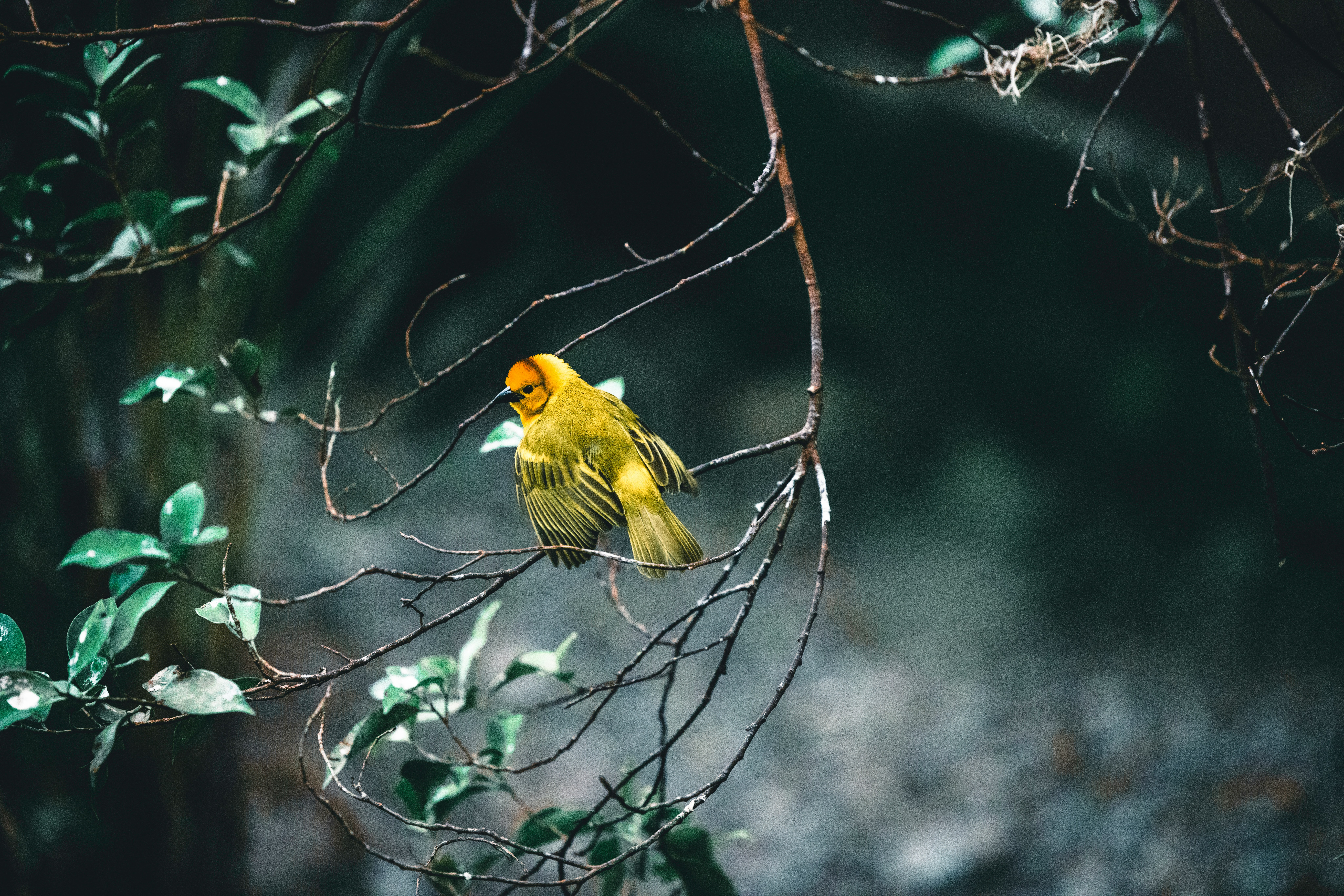 Olivier Messiaen, scribe du ciel : l'oiseau comme maître de composition