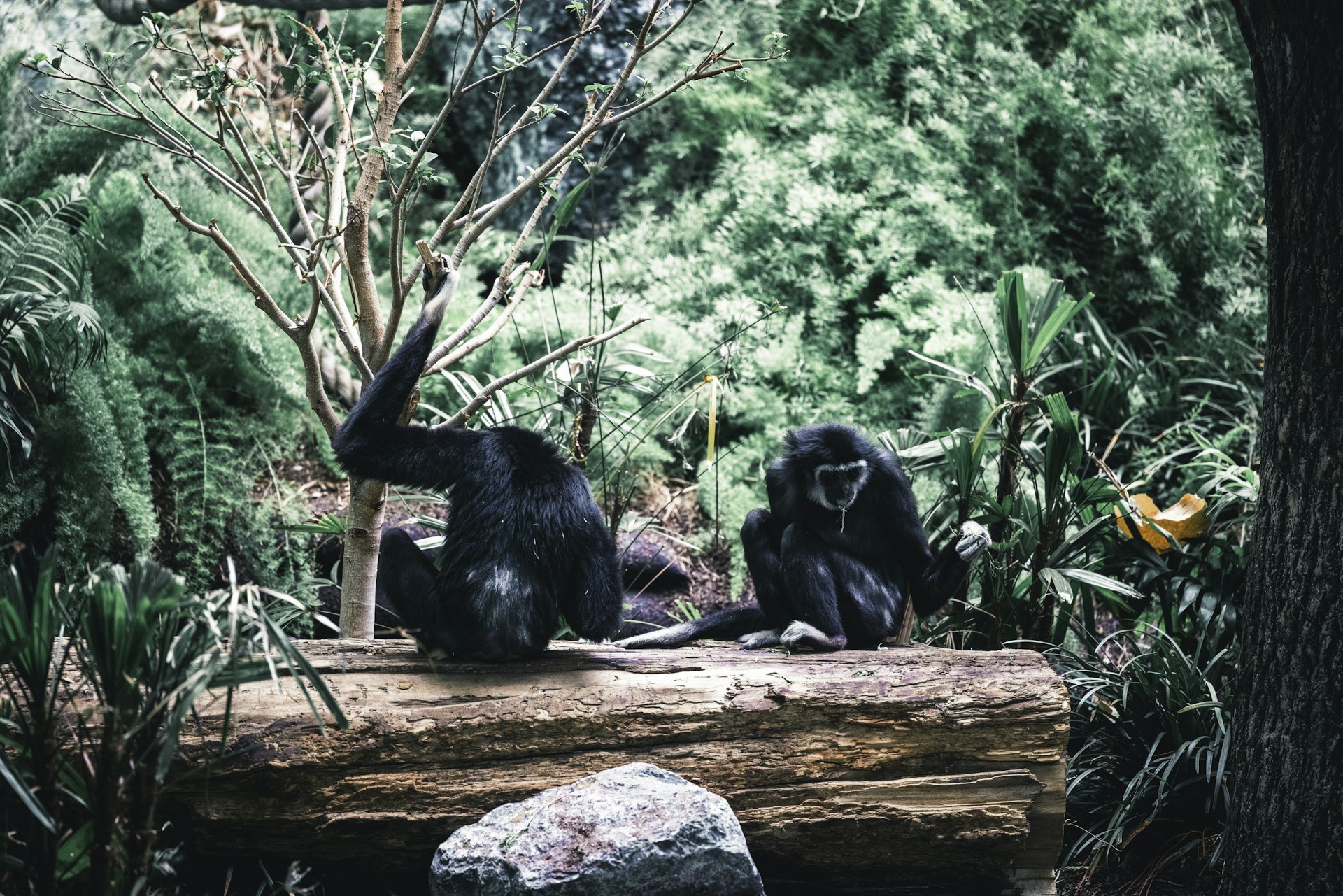 A group of monkeys sitting on top of a log