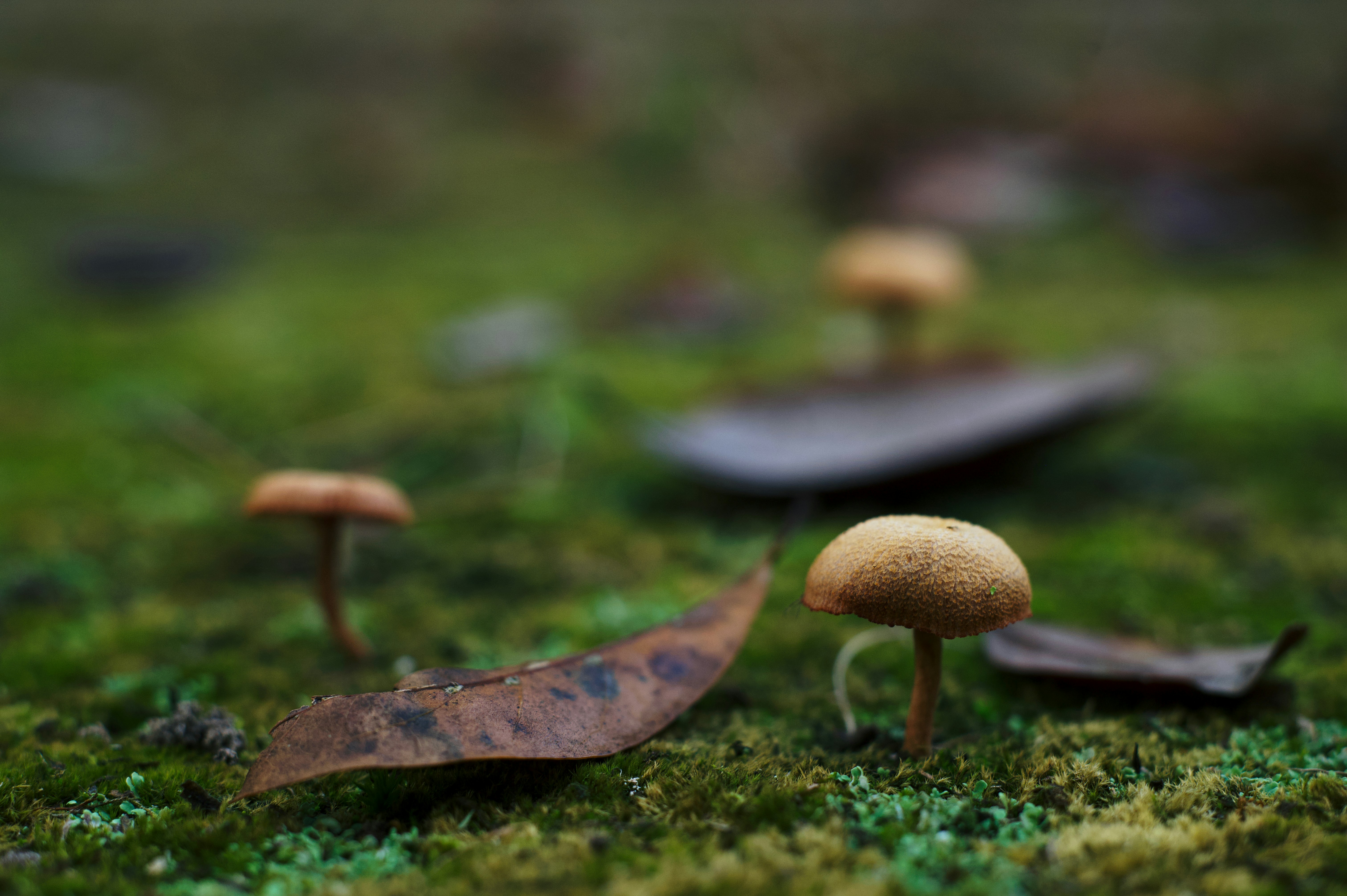 A group of mushrooms sitting on top of a lush green field