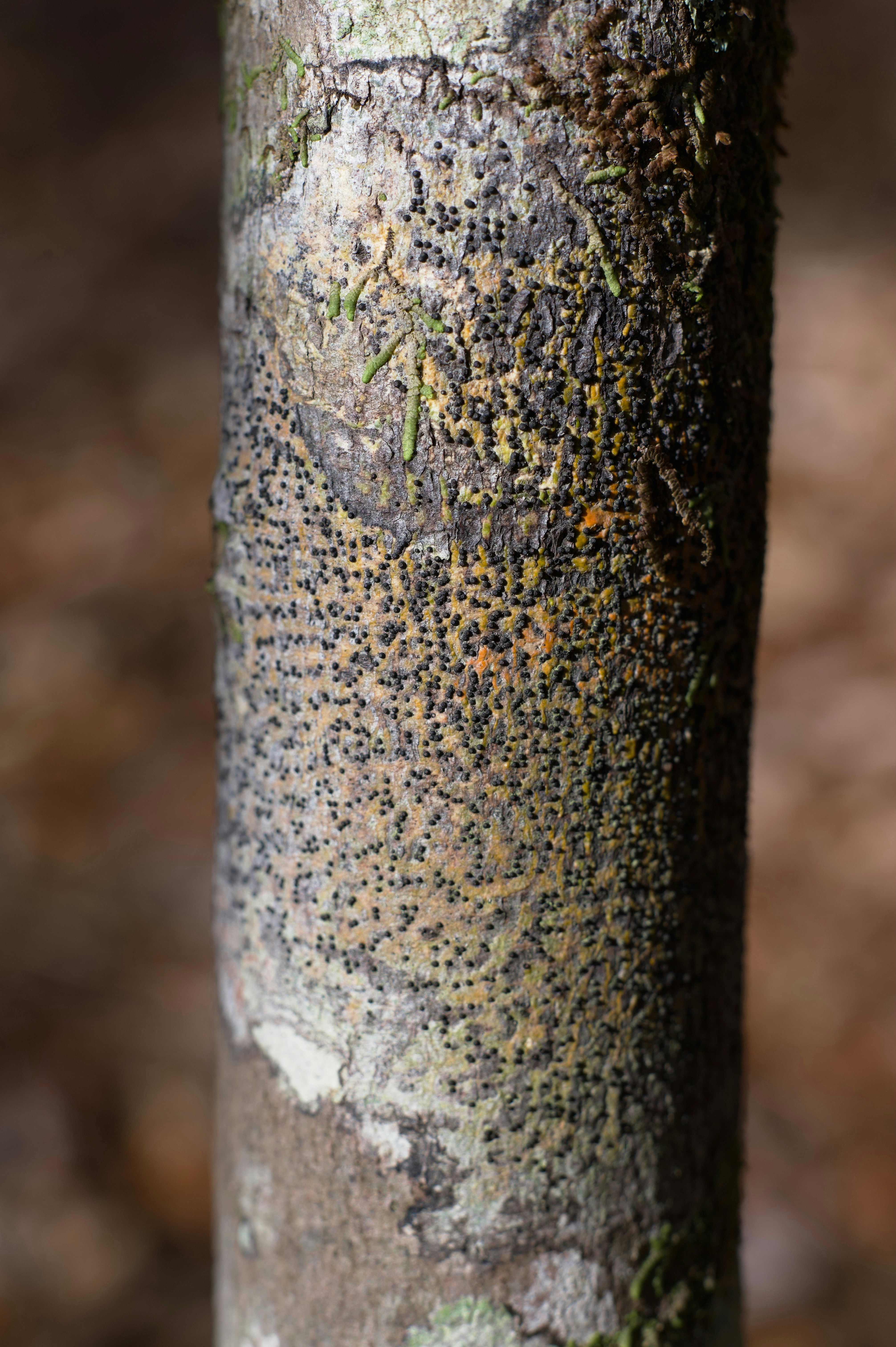 A close up of a tree trunk with moss growing on it