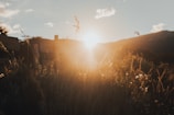 The sun is setting over a field of tall grass