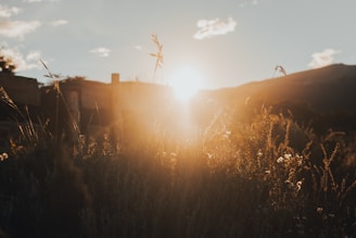 The sun is setting over a field of tall grass
