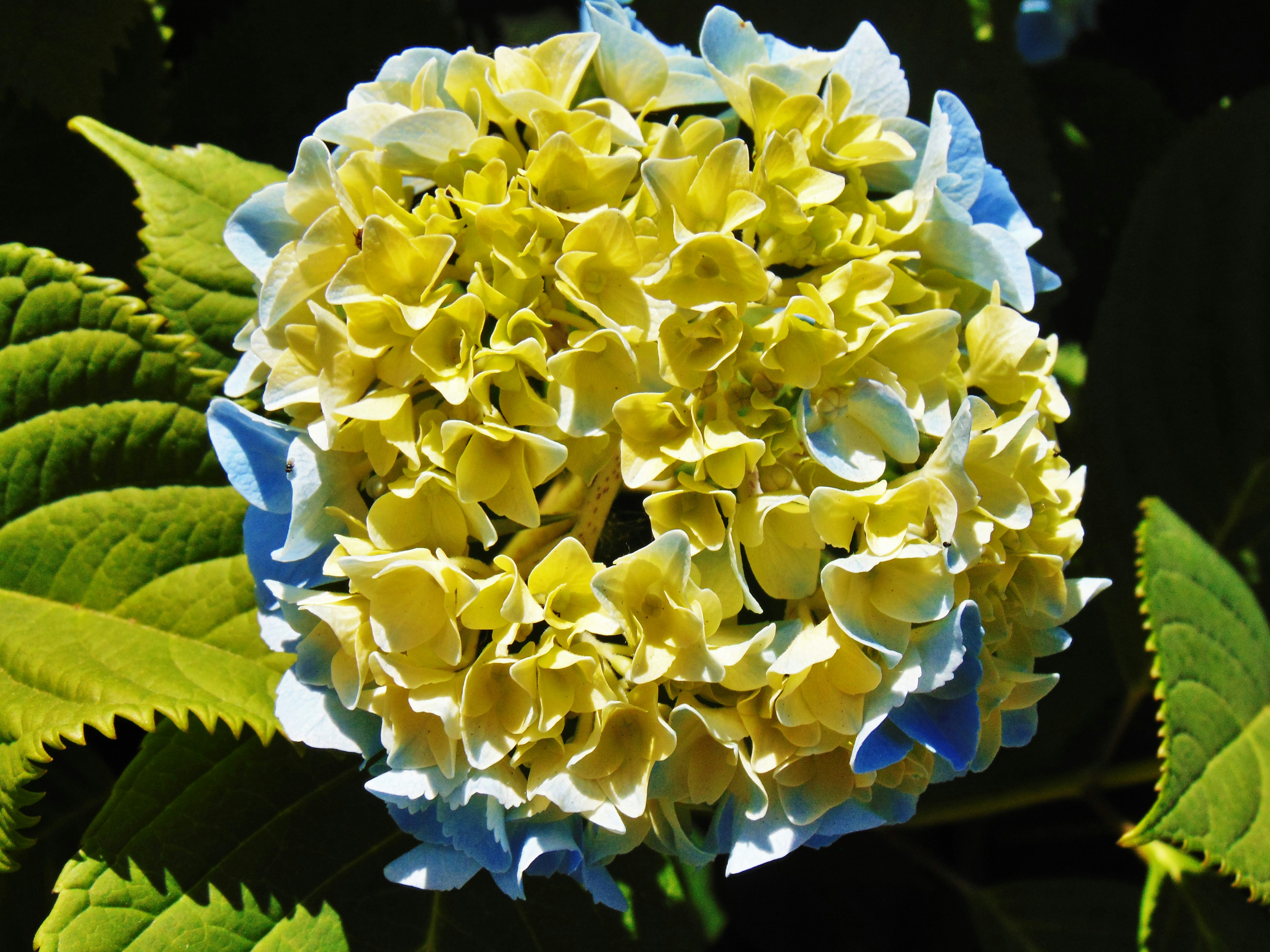 A yellow and blue flower surrounded by green leaves