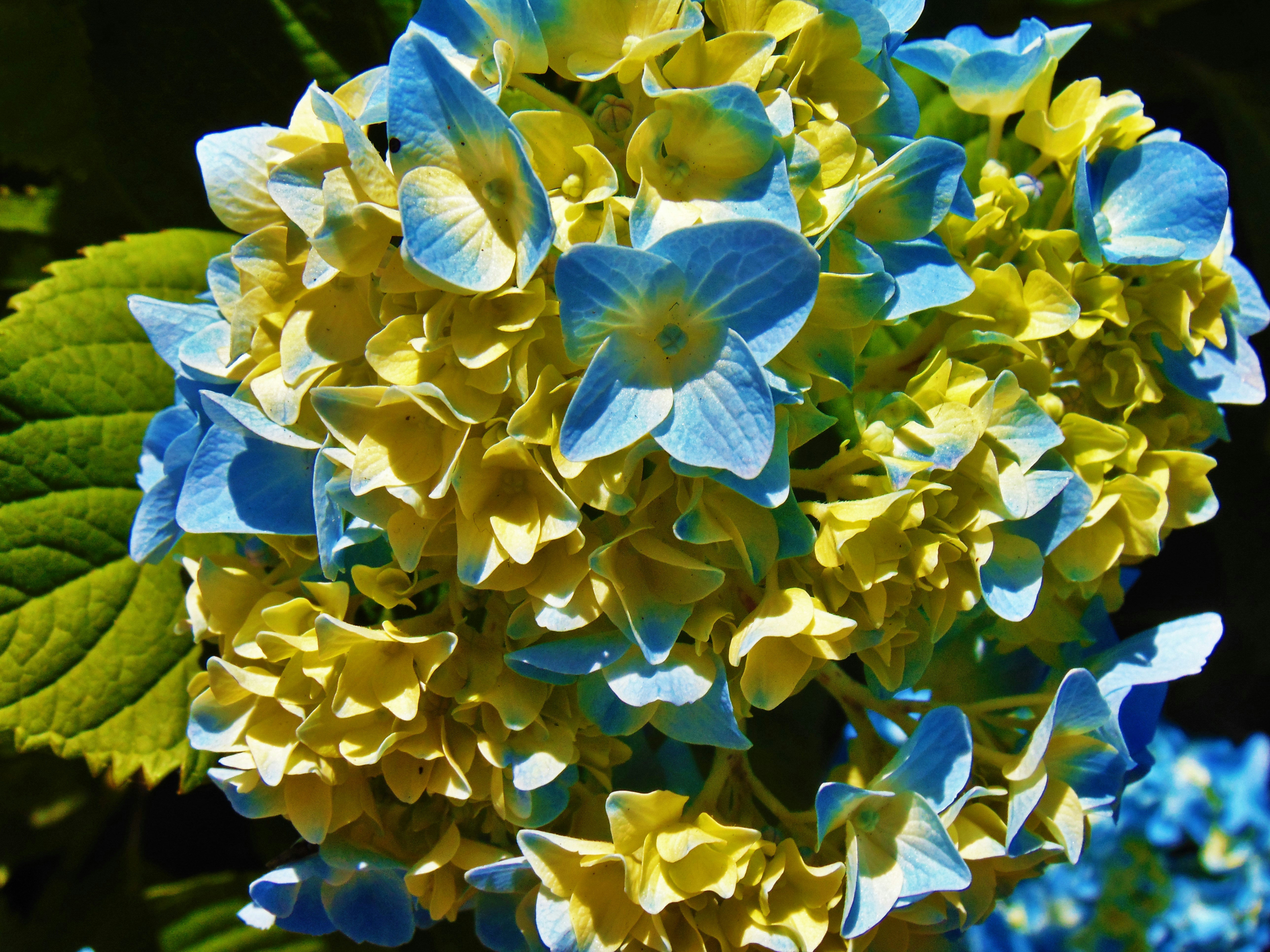 A bunch of blue and yellow flowers with green leaves