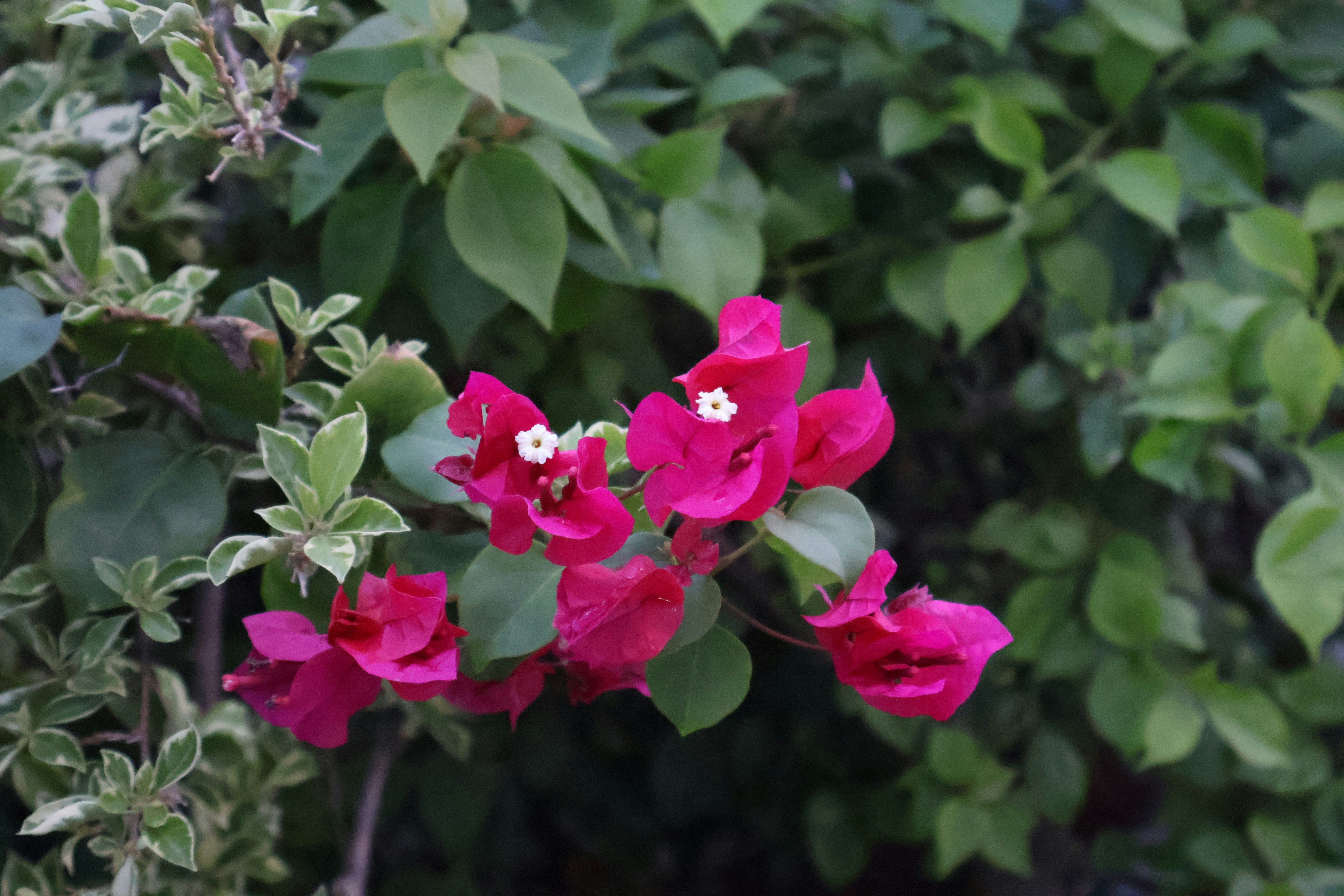 Photo by huynhgiatan