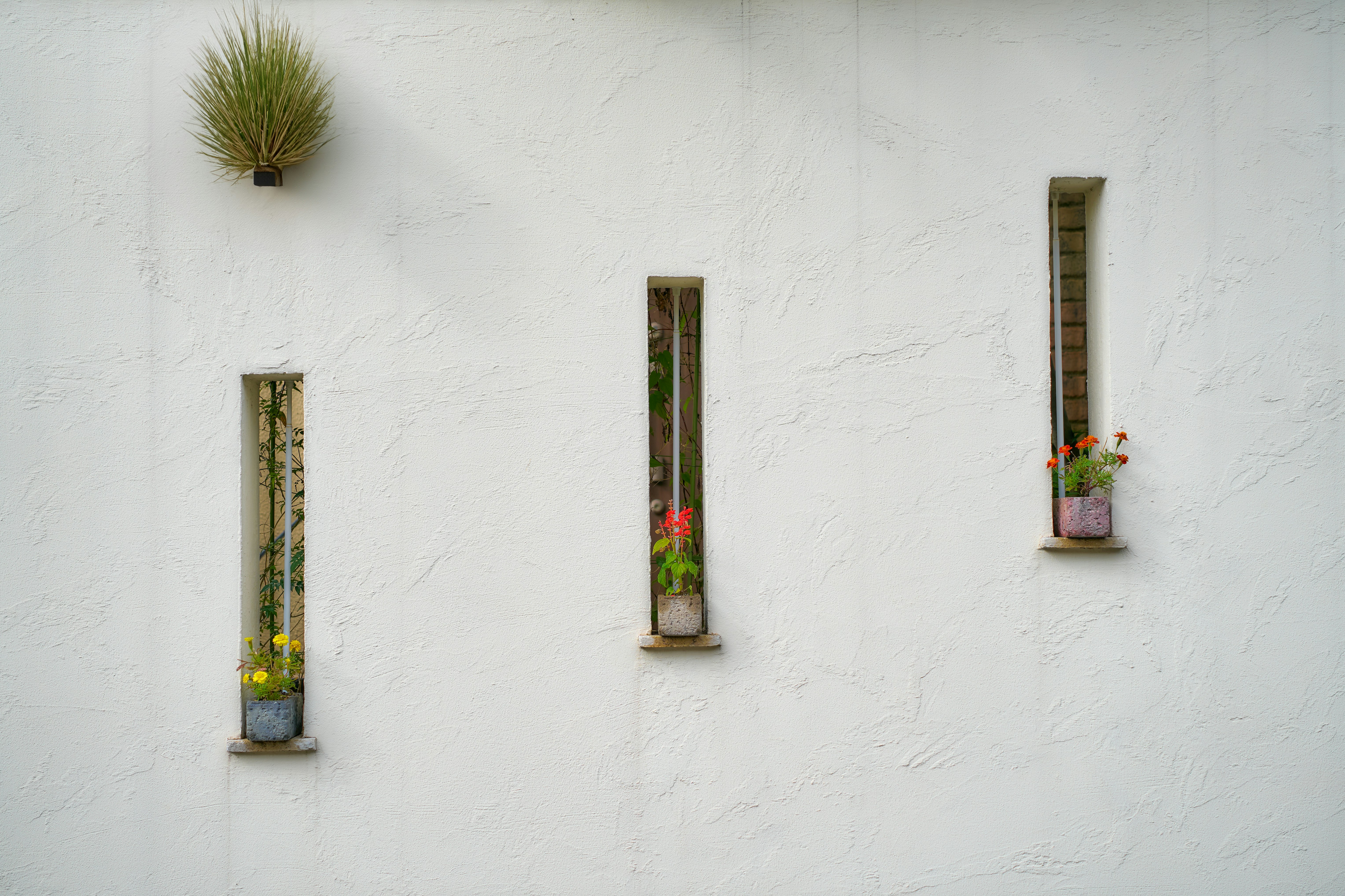 A white wall with three windows with plants on them