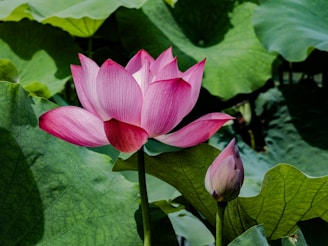 A pink lotus flower blooming in a pond
