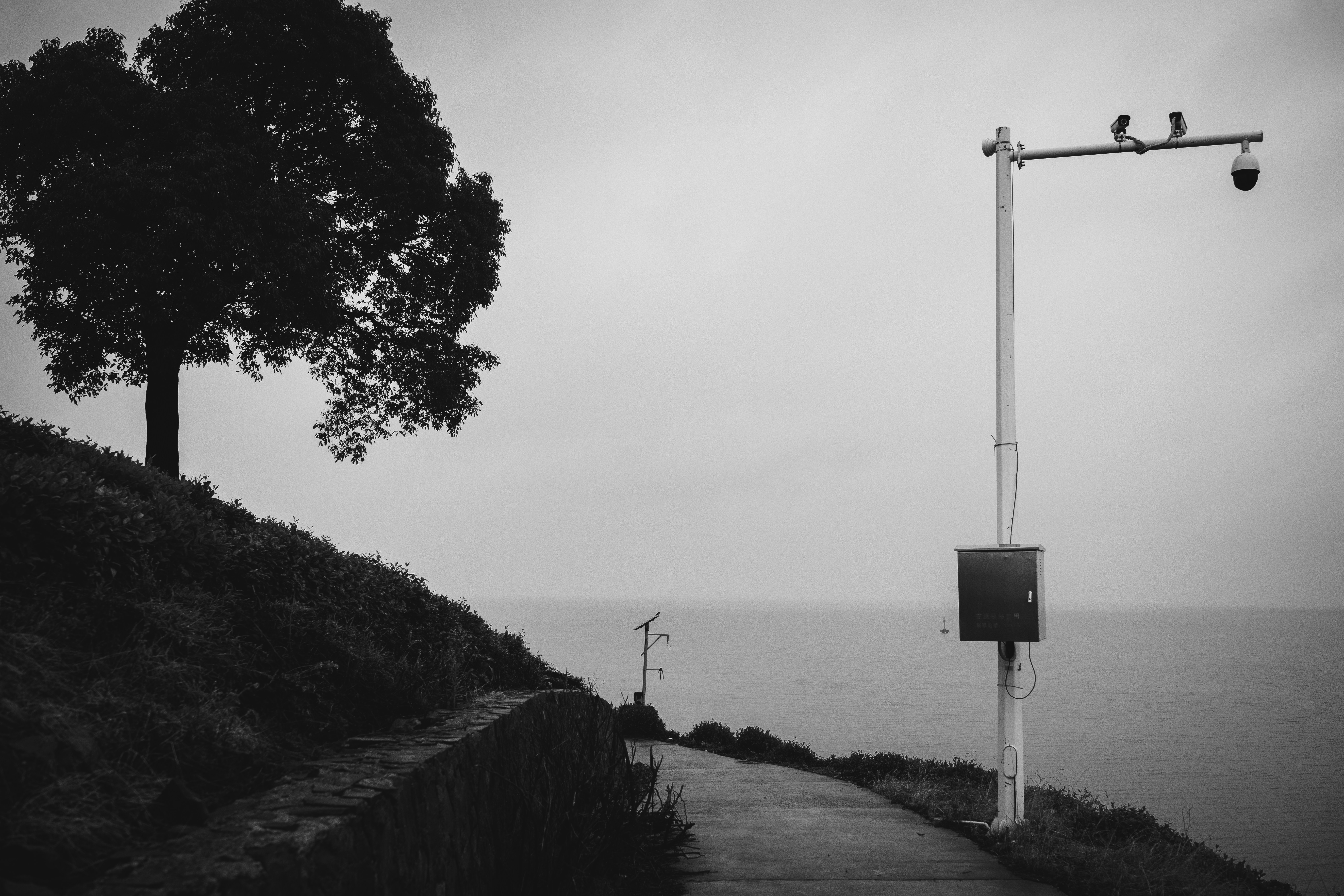 A black and white photo of a tree on a hill