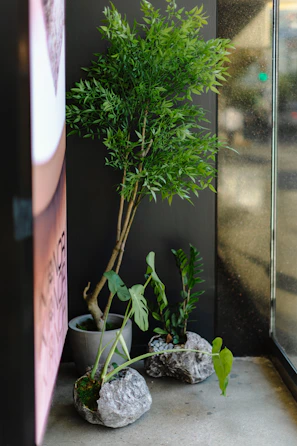 A potted plant sitting next to a window
