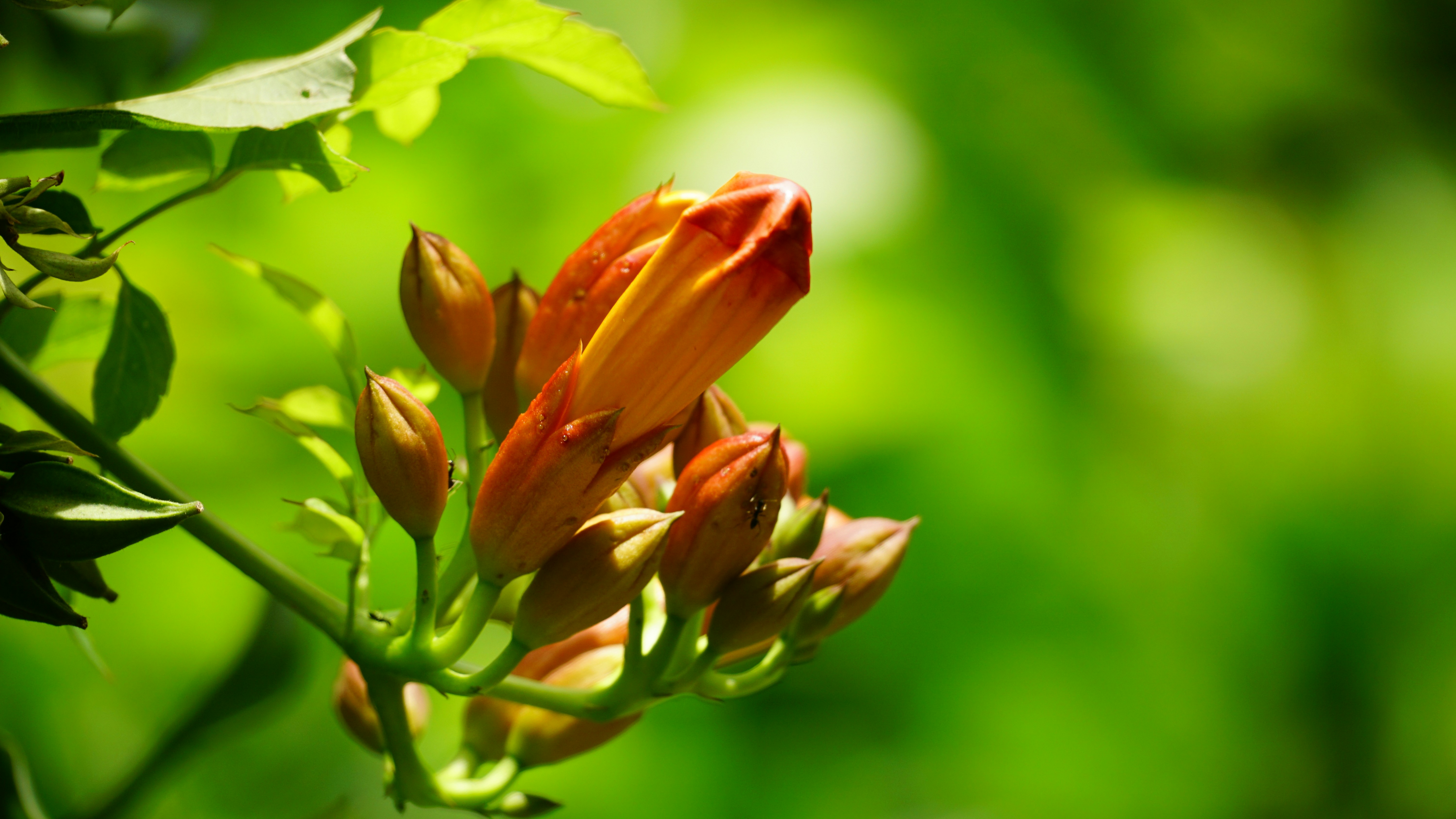 7 Plant-Based Herbal Tips for Spring Allergy Relief