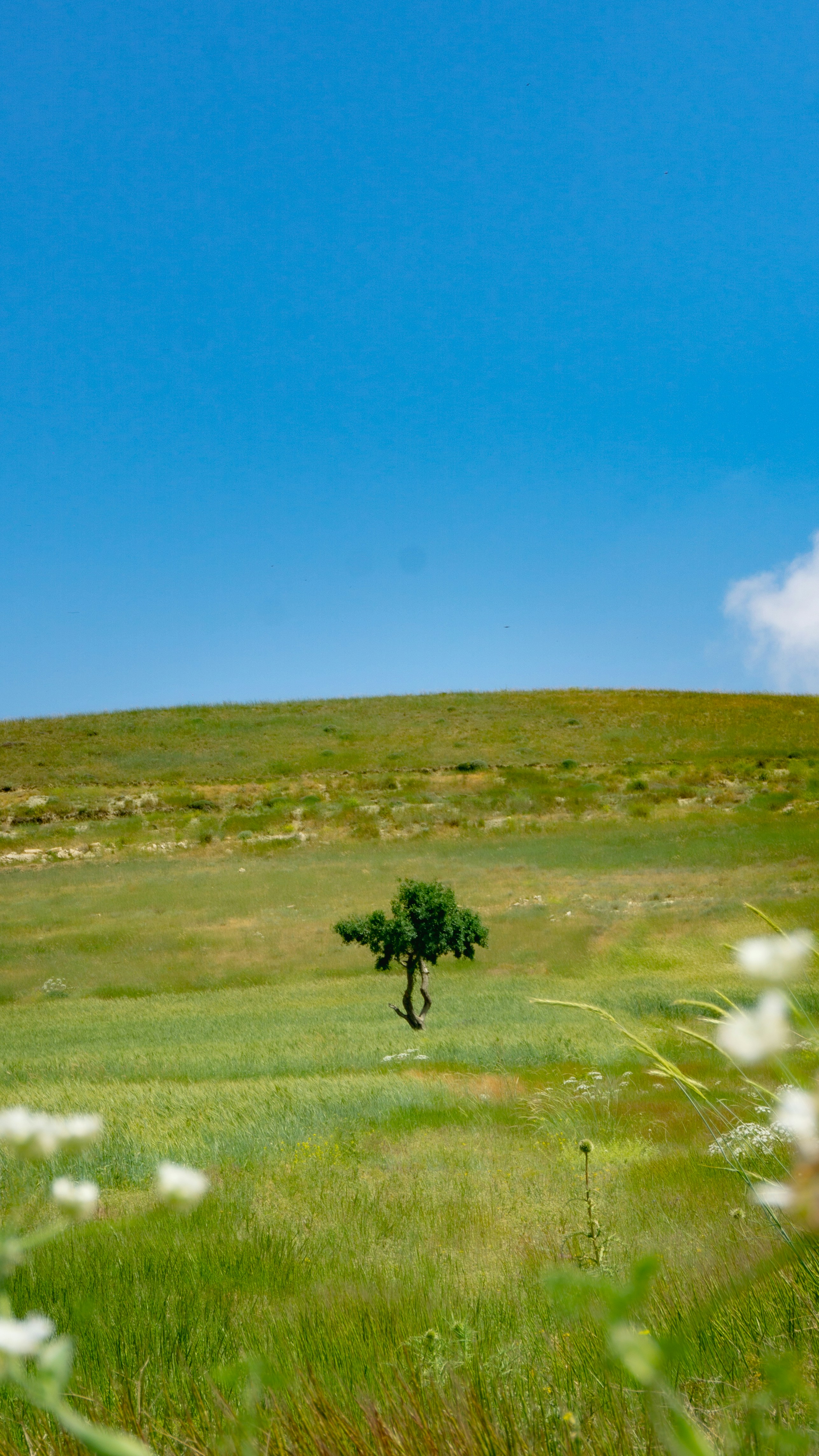 Un árbol solitario en medio de un campo cubierto de hierba
