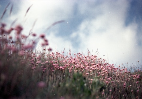A field full of pink flowers under a cloudy blue sky