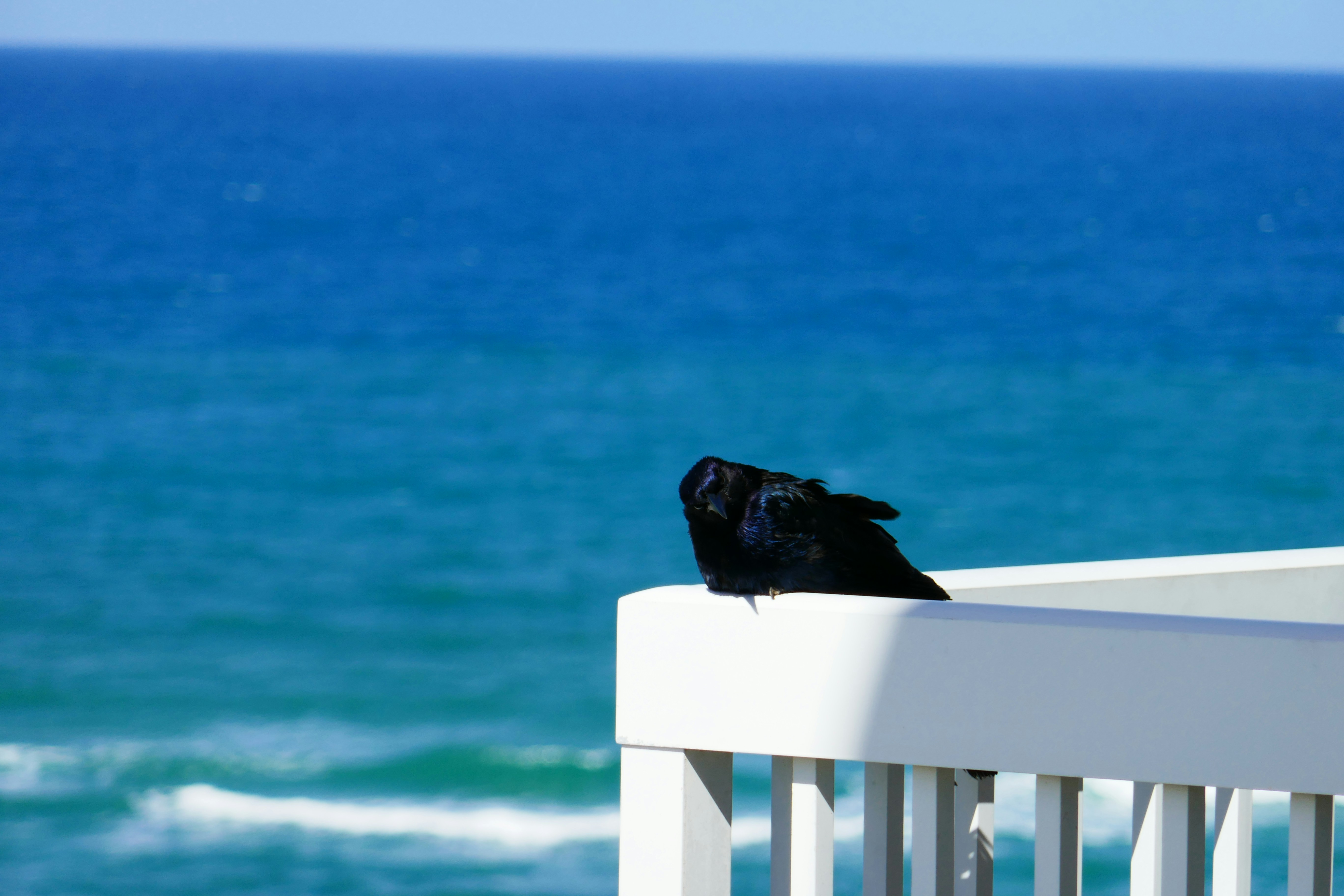 A black bird sitting on top of a white railing