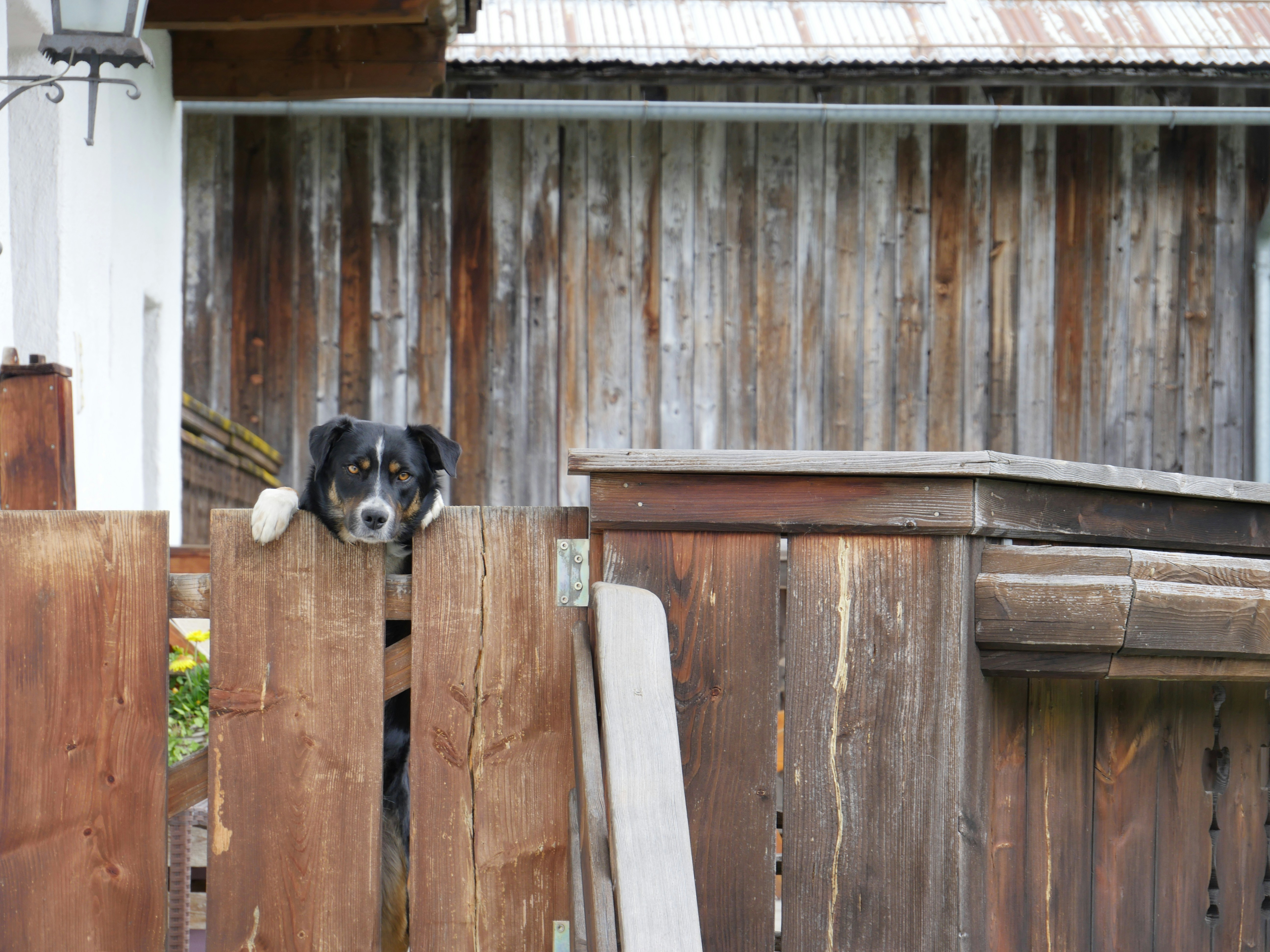husky looking over a short fence, illustrating the need for proper height - fence for dogs