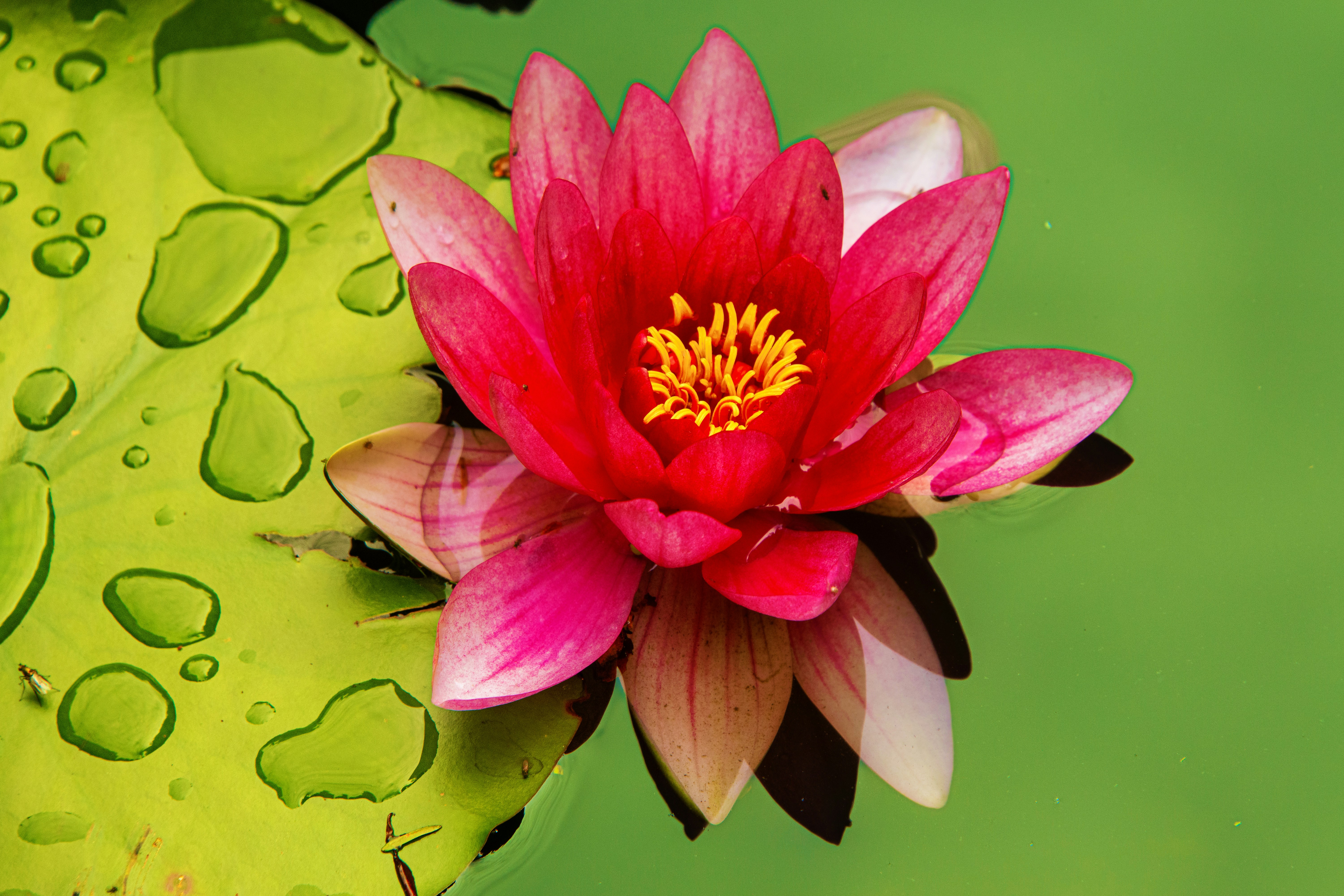 Photo by siegfriedpoepperl