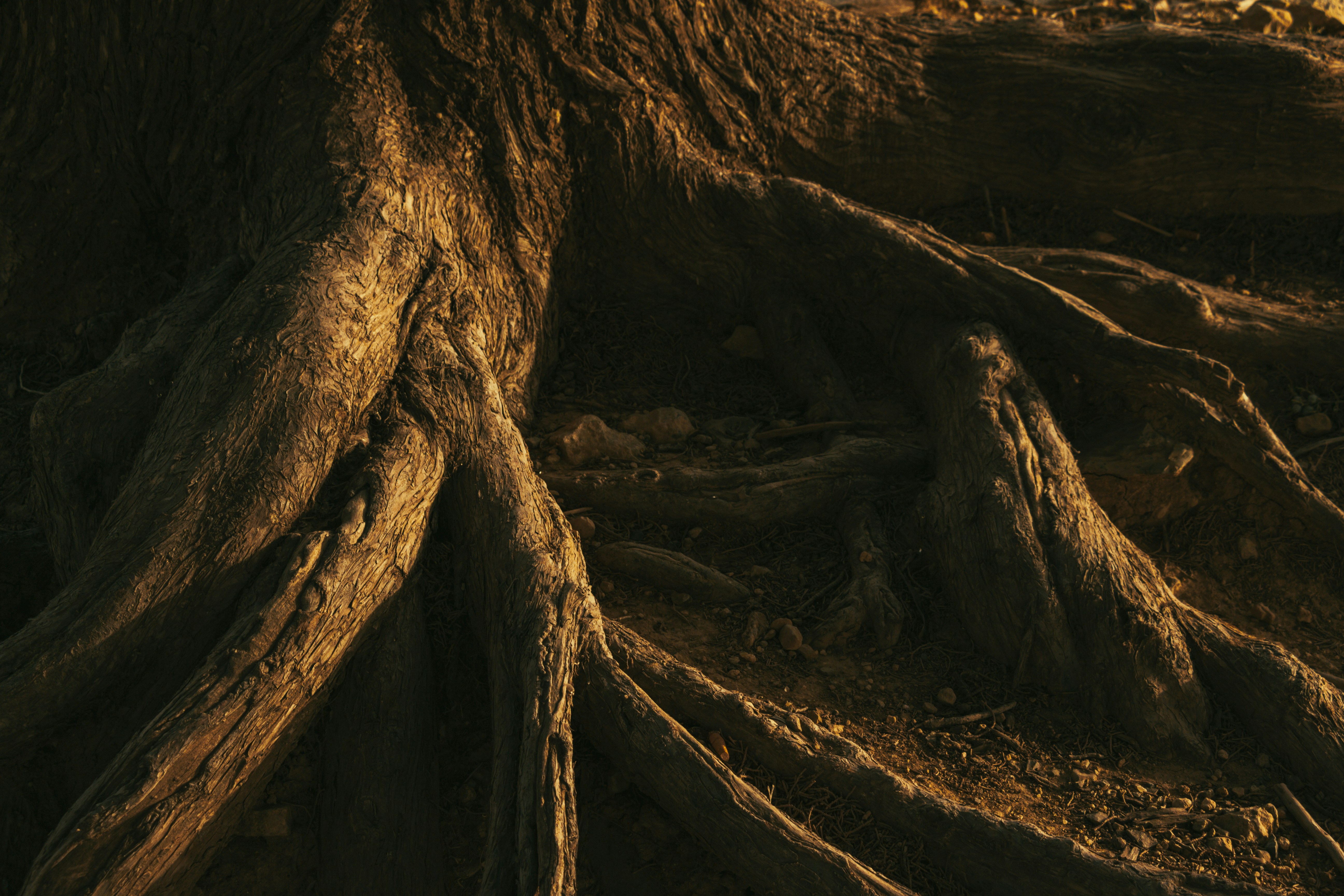 A close up of a tree with its roots exposed photo – Free Brown Image on ...
