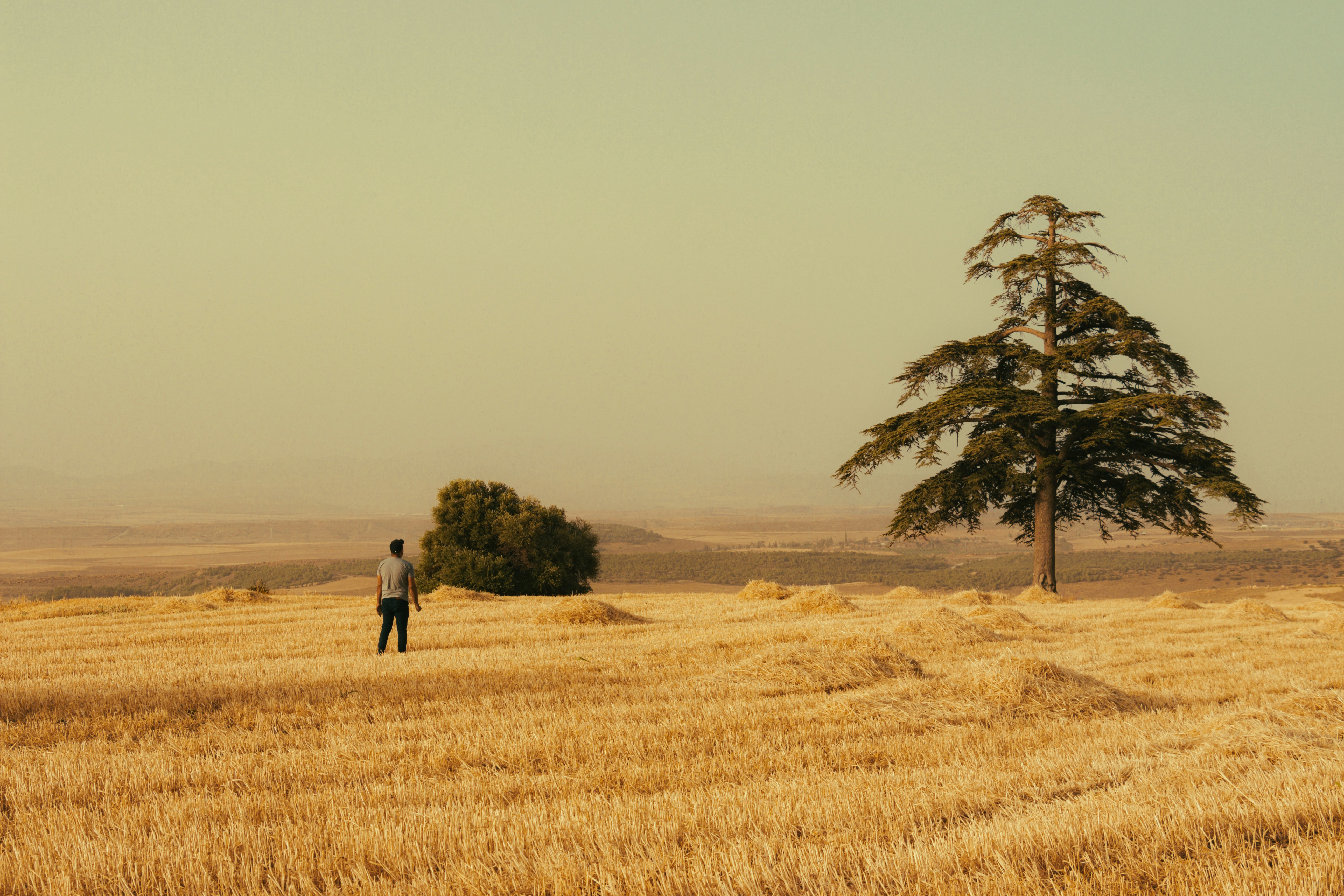 7 Overlooked Indie Films That Deserve More Attention – A lone tree stands in a field of wheat
