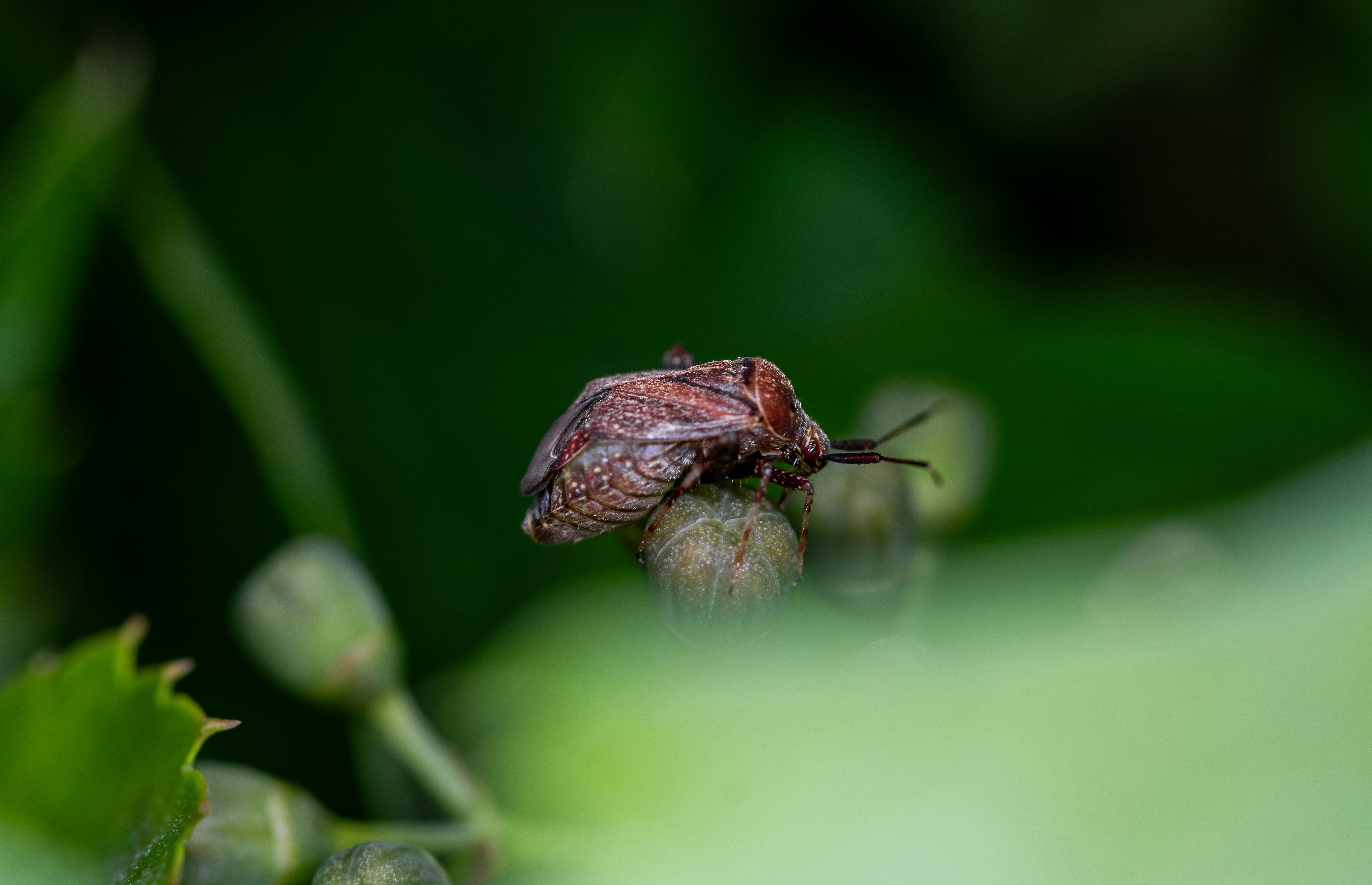 A bug sitting on top of a green leaf