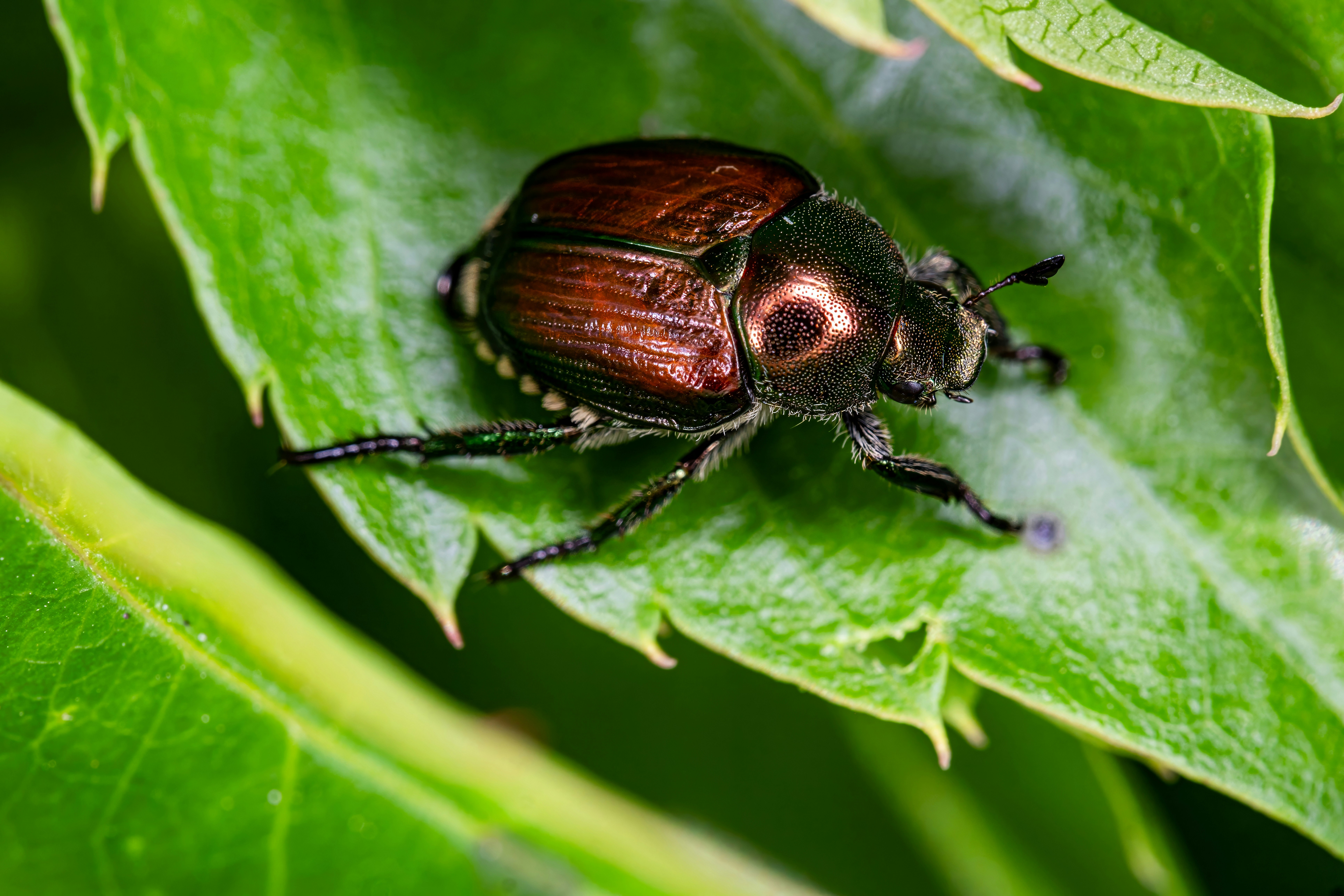 Lessons from the Past: Historical Beetle Outbreaks (image credits: unsplash)